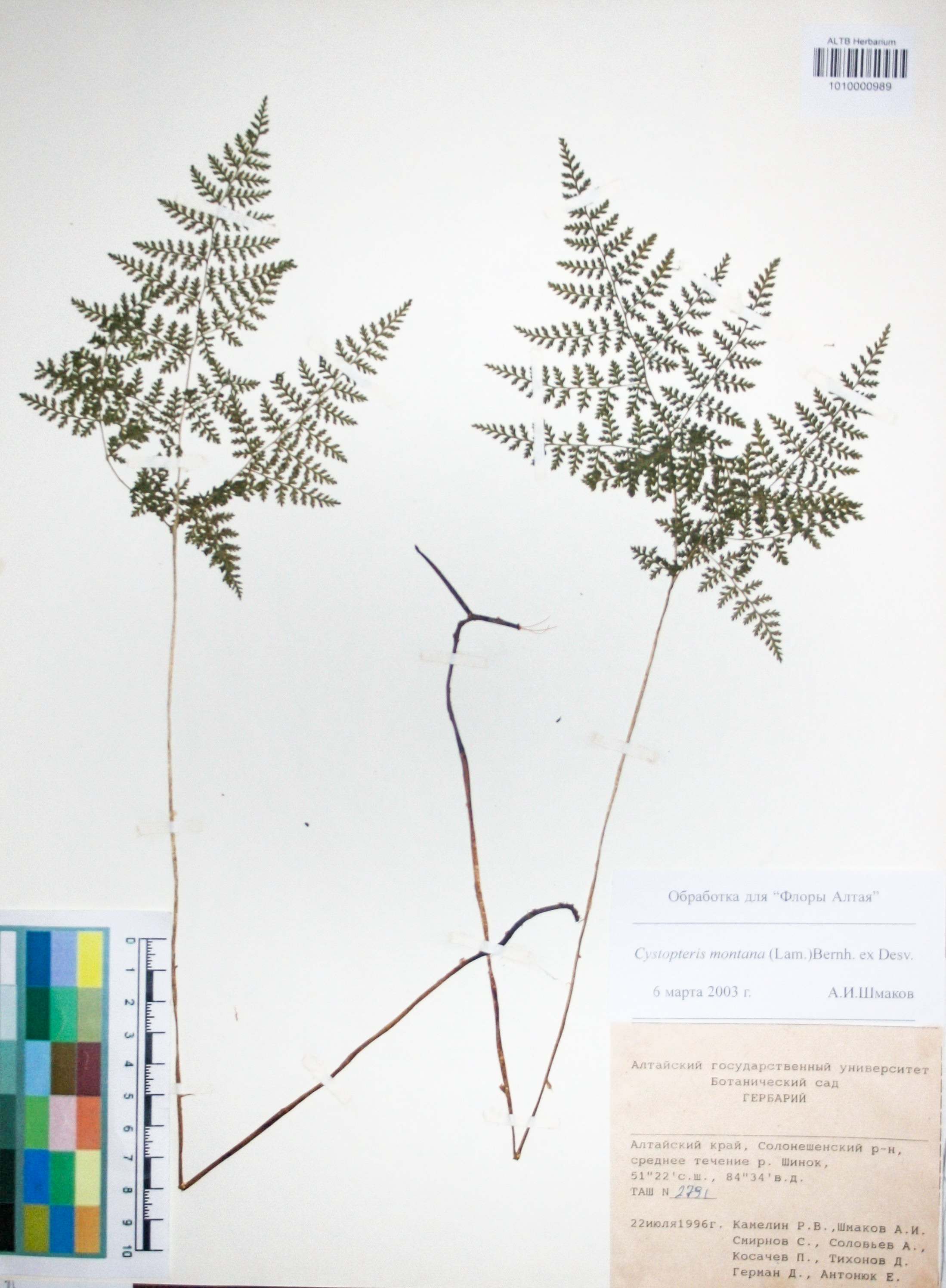 Cystopteridaсеае,Cystopteris montana (Lam.) Bernh. ex Desv.