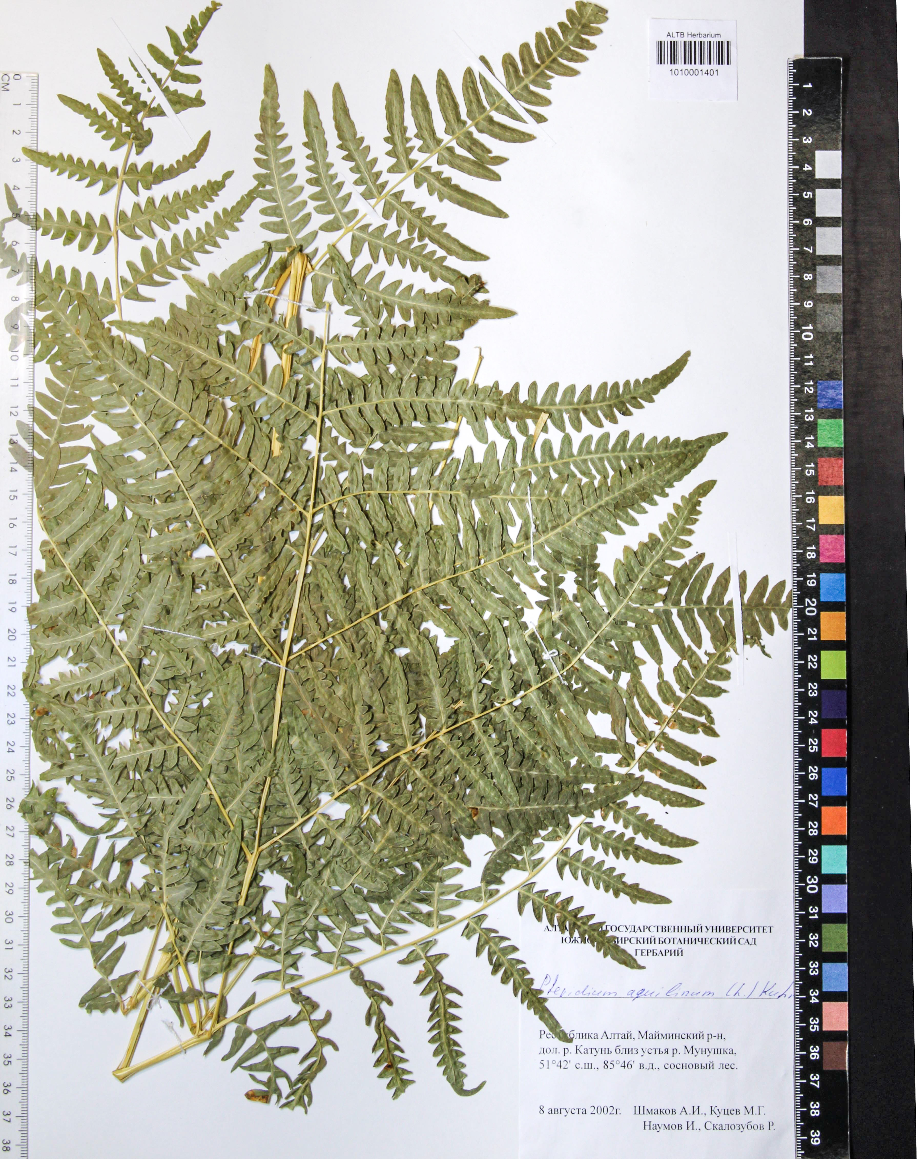 Dennstaedtiaceae,Pteridium pinetorum C.N. Page & R.R. Mill