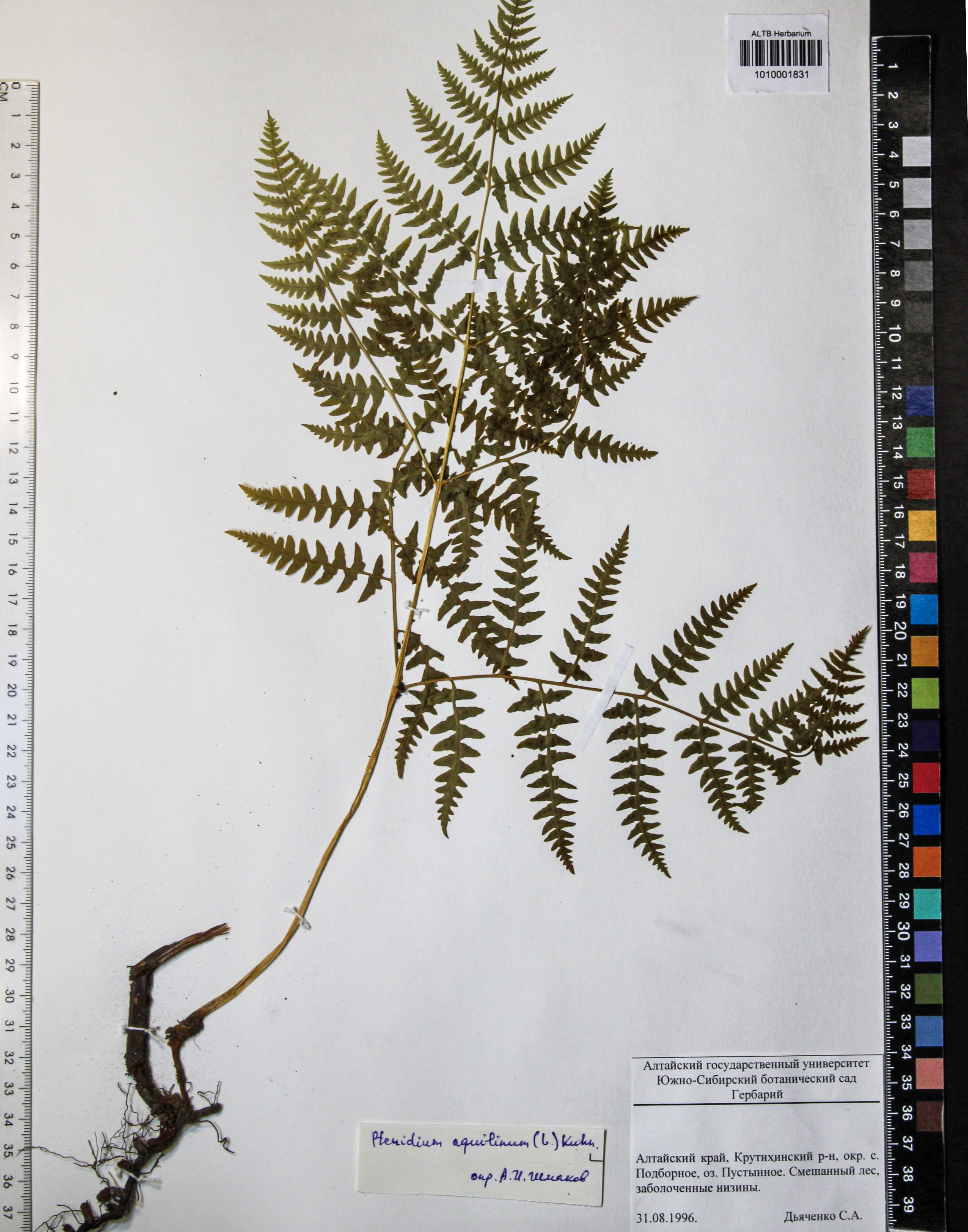 Dennstaedtiaceae,Pteridium pinetorum C.N. Page & R.R. Mill