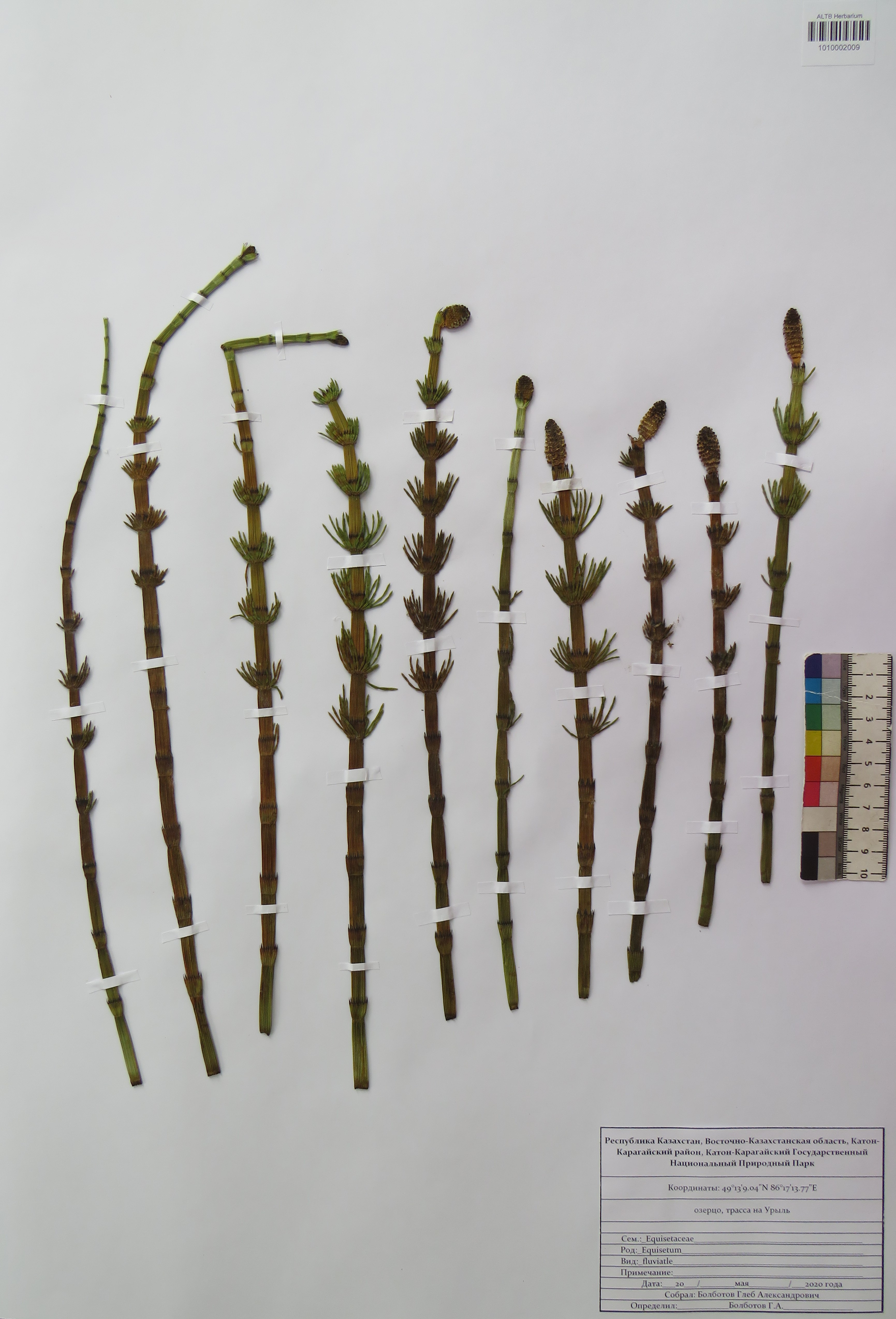 Equisetum fluviatile L.