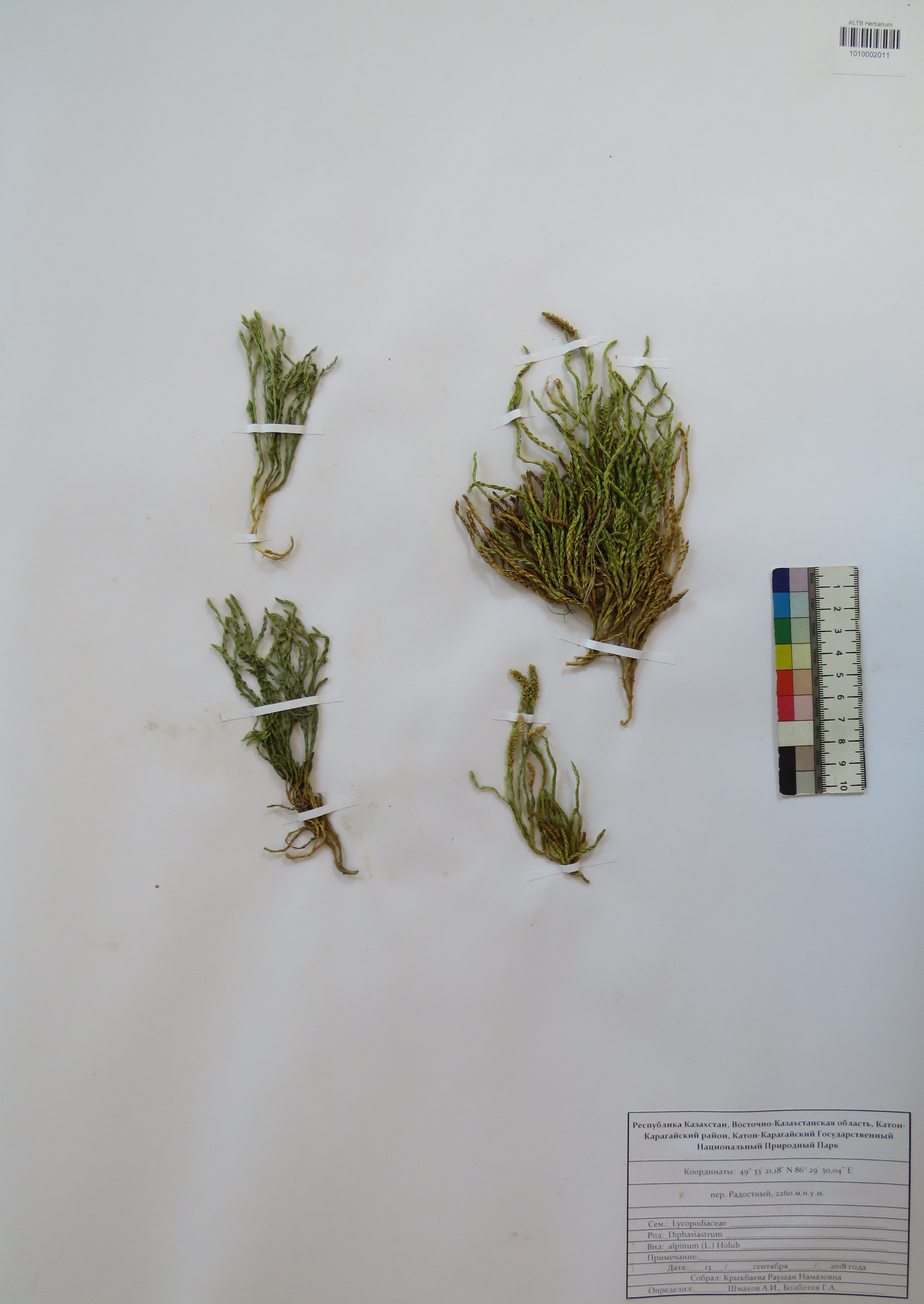 Diphasiastrum alpinum (L.) Holub