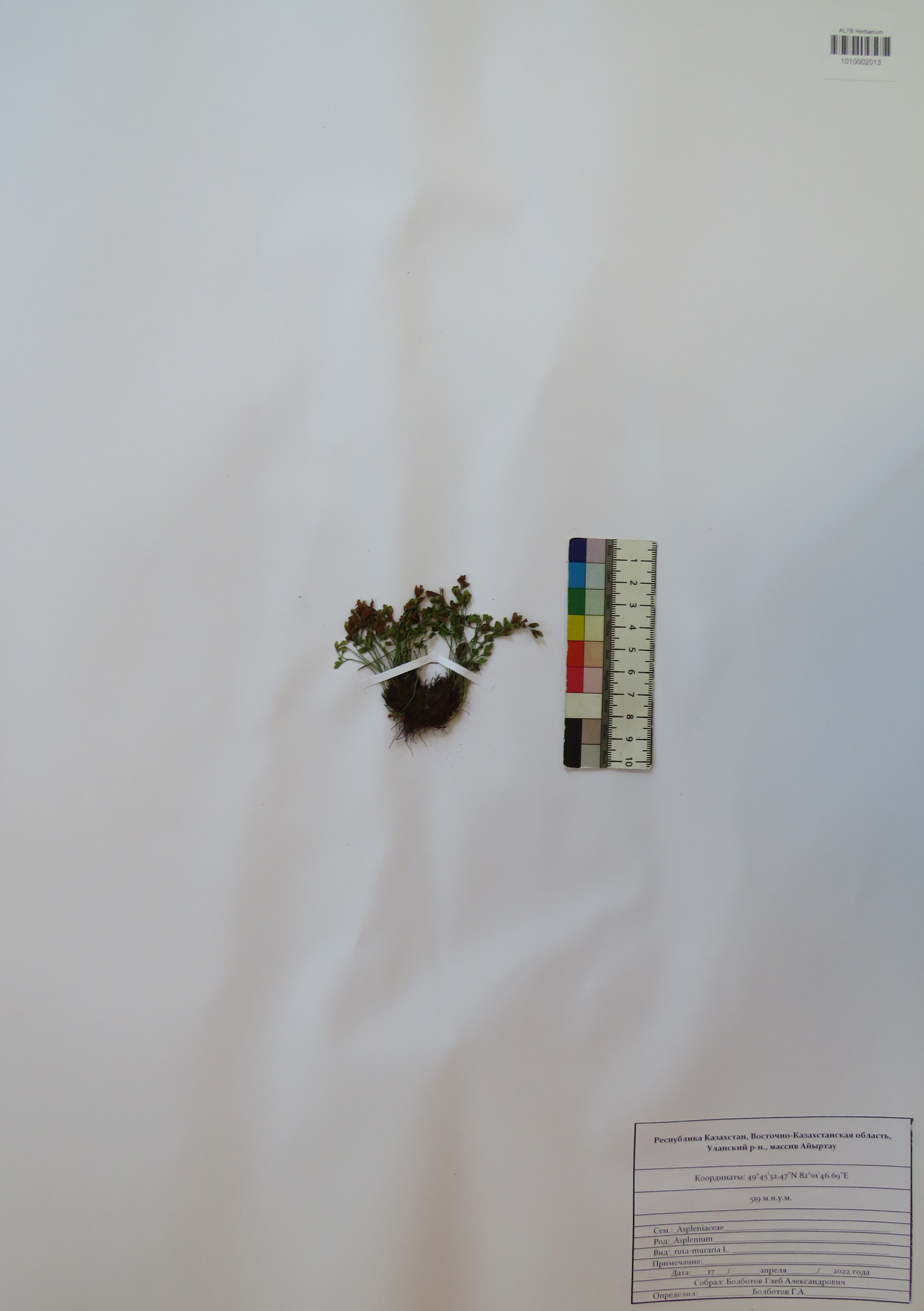 Asplenium ruta-muraria L.