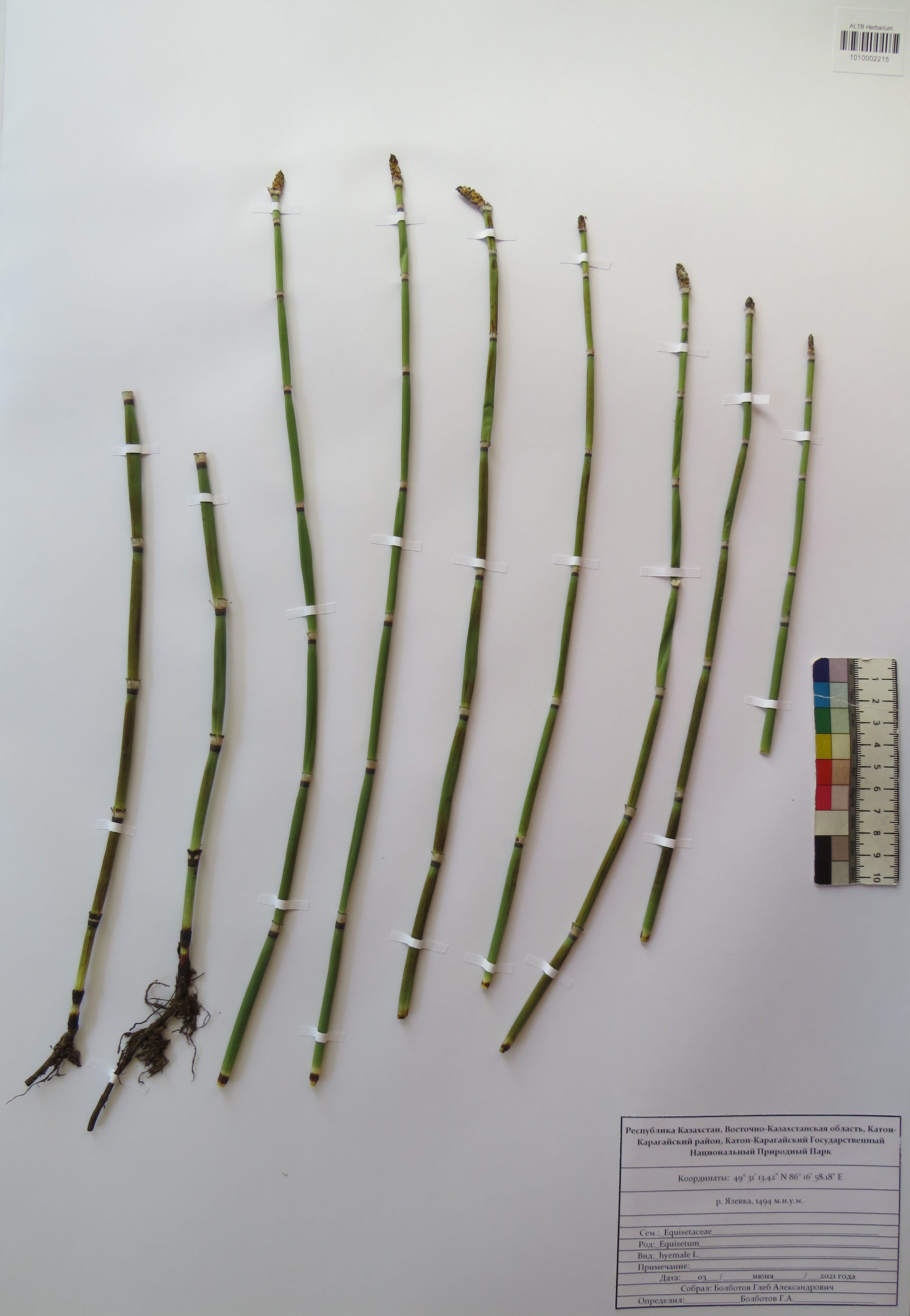 Equisetum hyemale L.