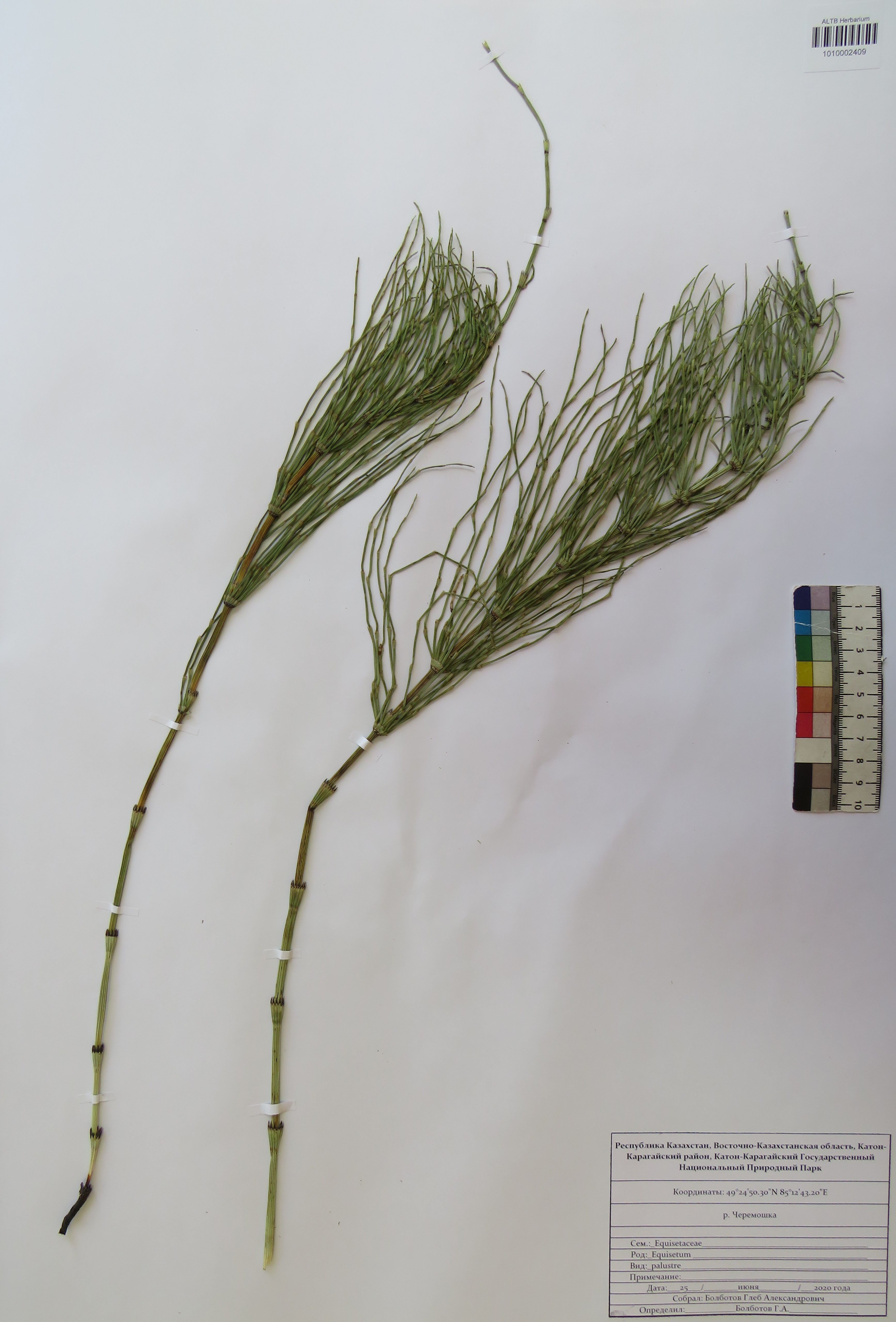 Equisetum palustre L.