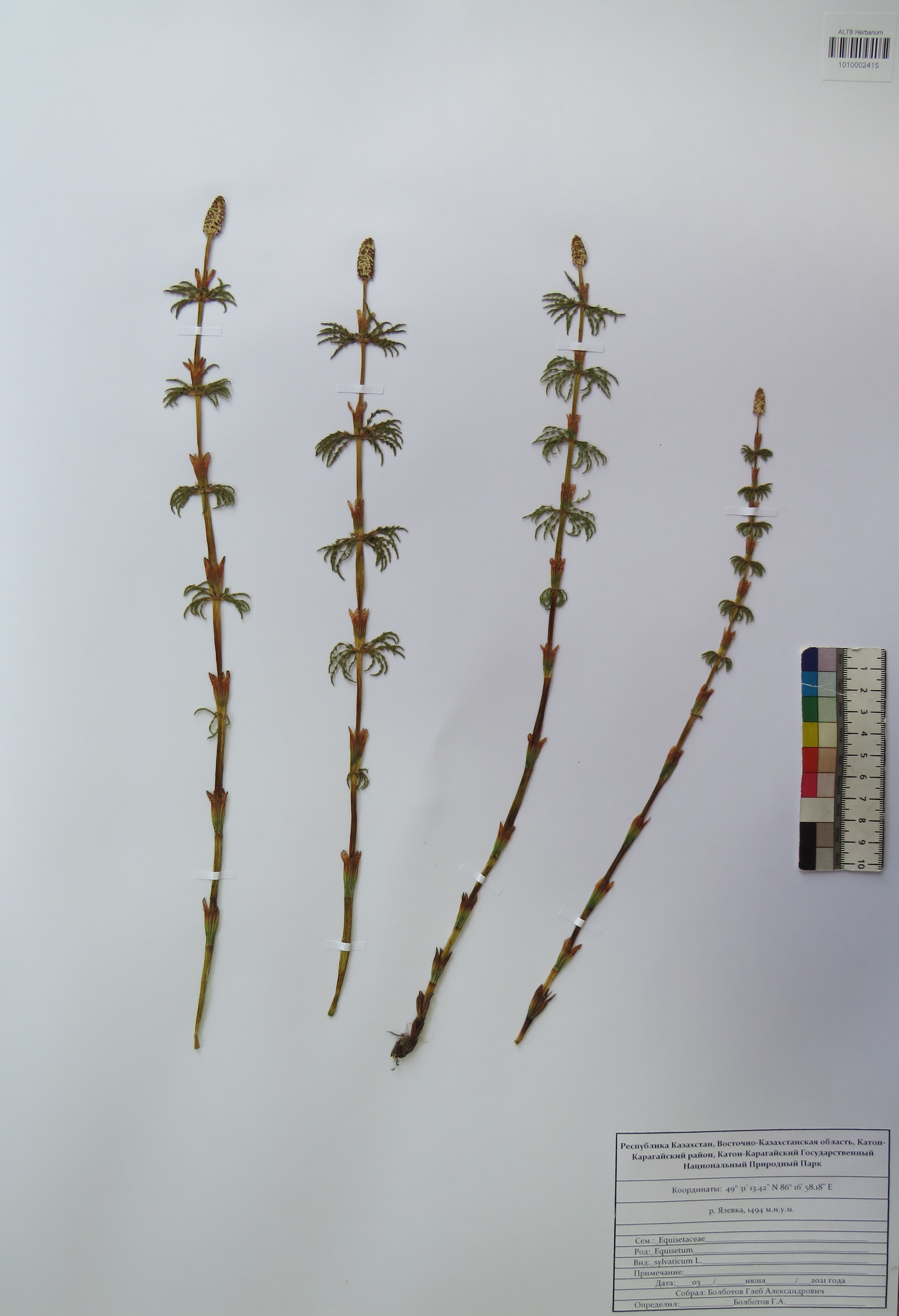 Equisetum sylvaticum L.