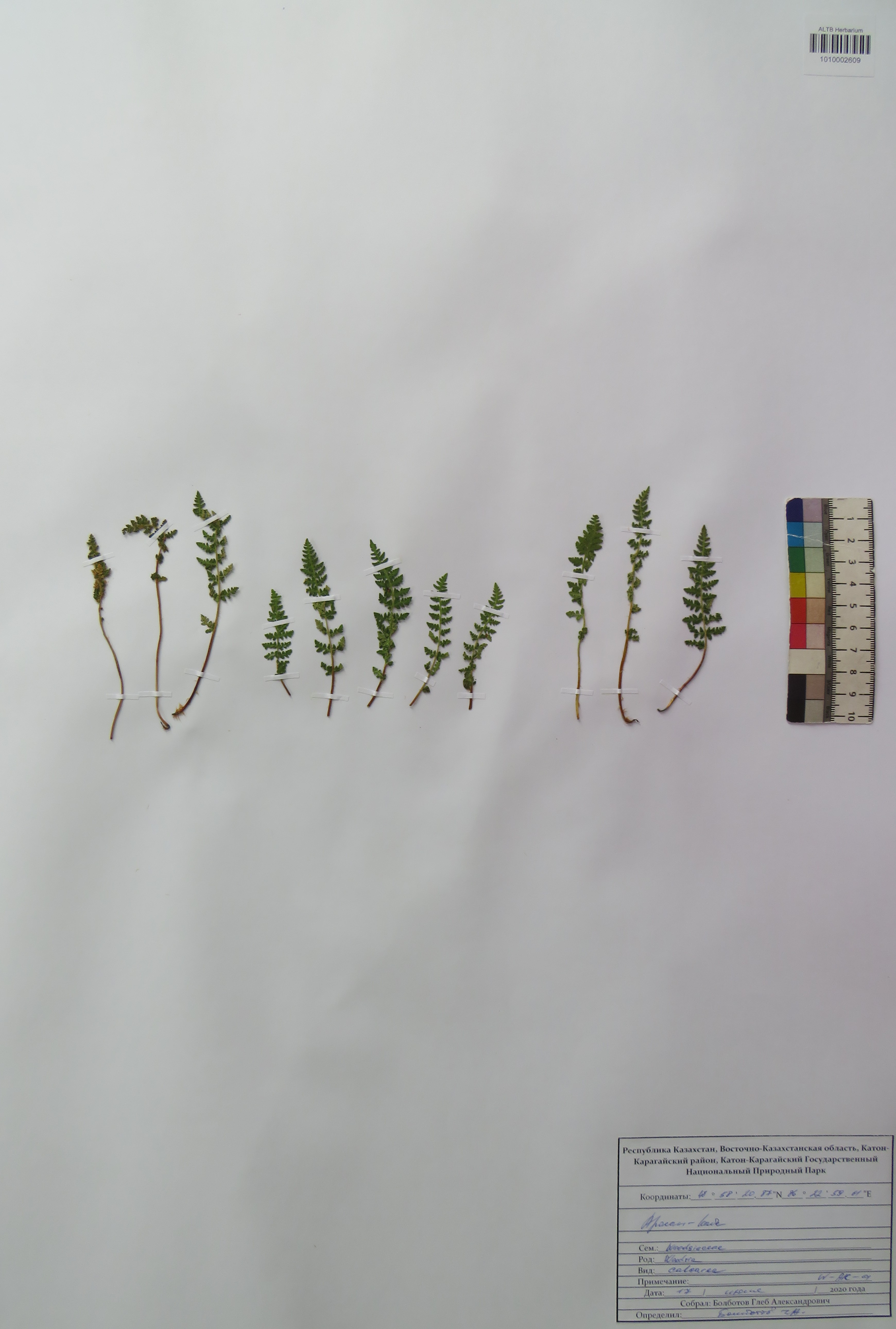 Woodsia calcarea (Fomin) Shmakov