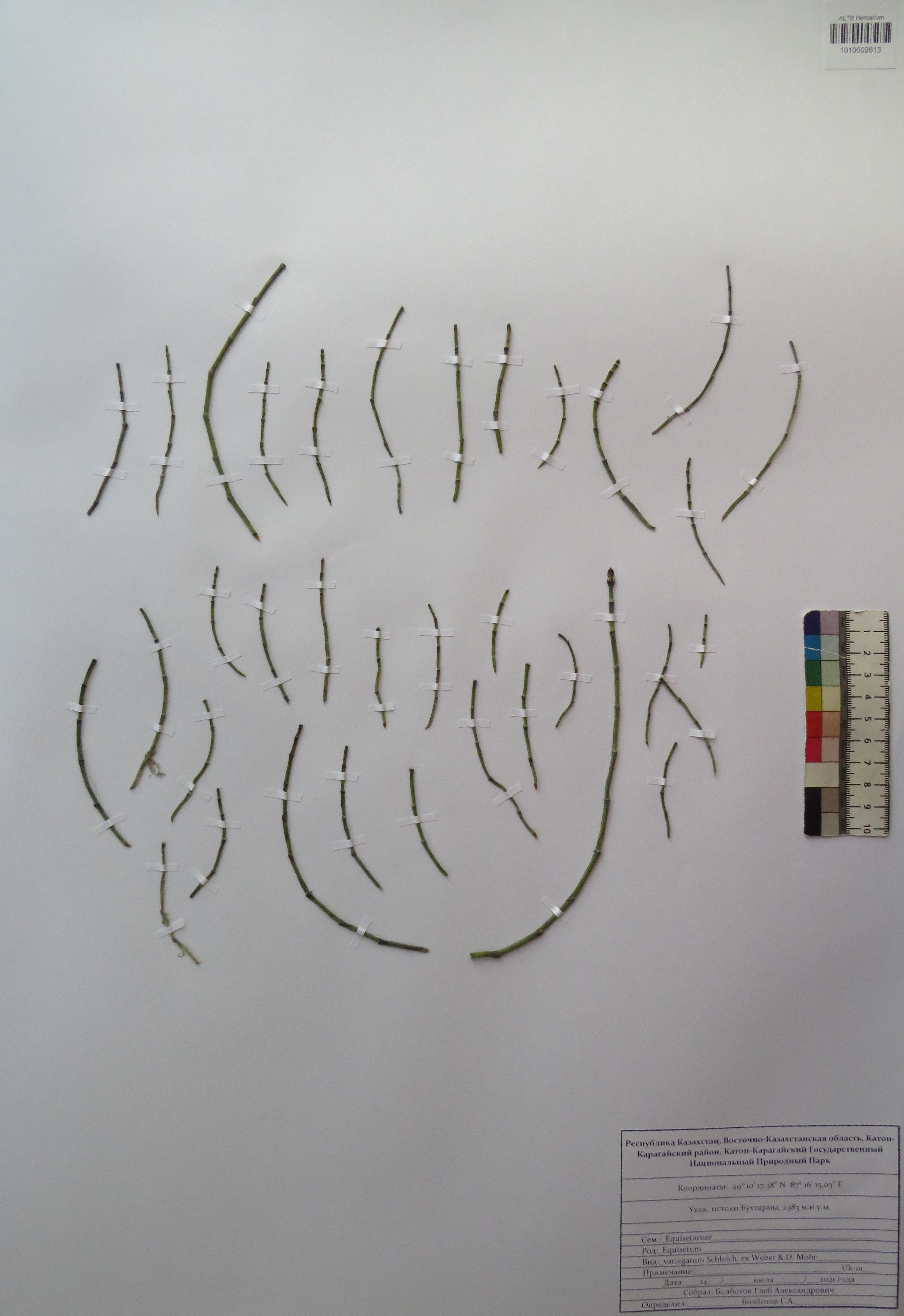 Equisetum variegatum Schleich. ex F.Weber & D.Mohr