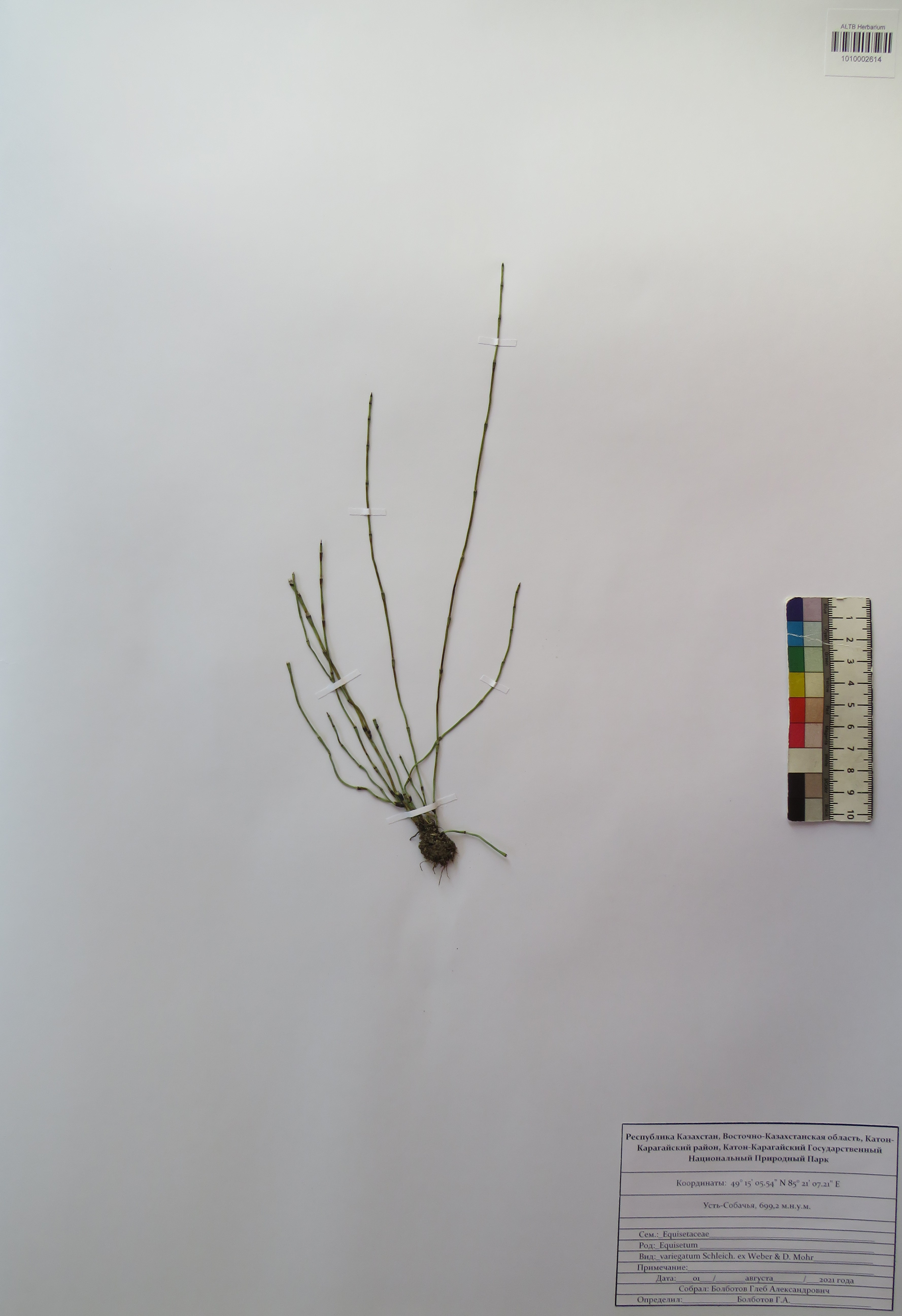 Equisetum variegatum Schleich. ex F.Weber & D.Mohr