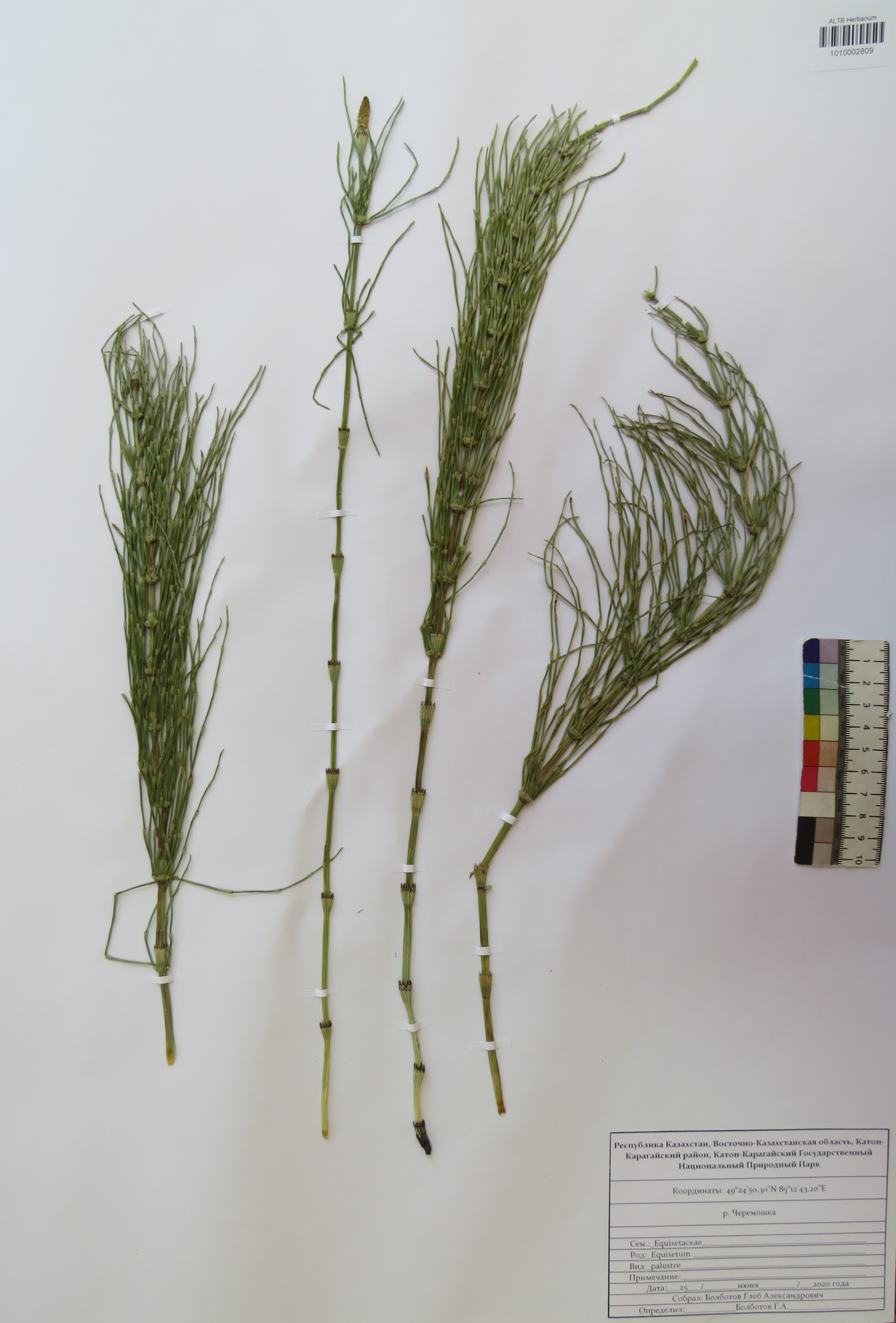 Equisetum palustre L.