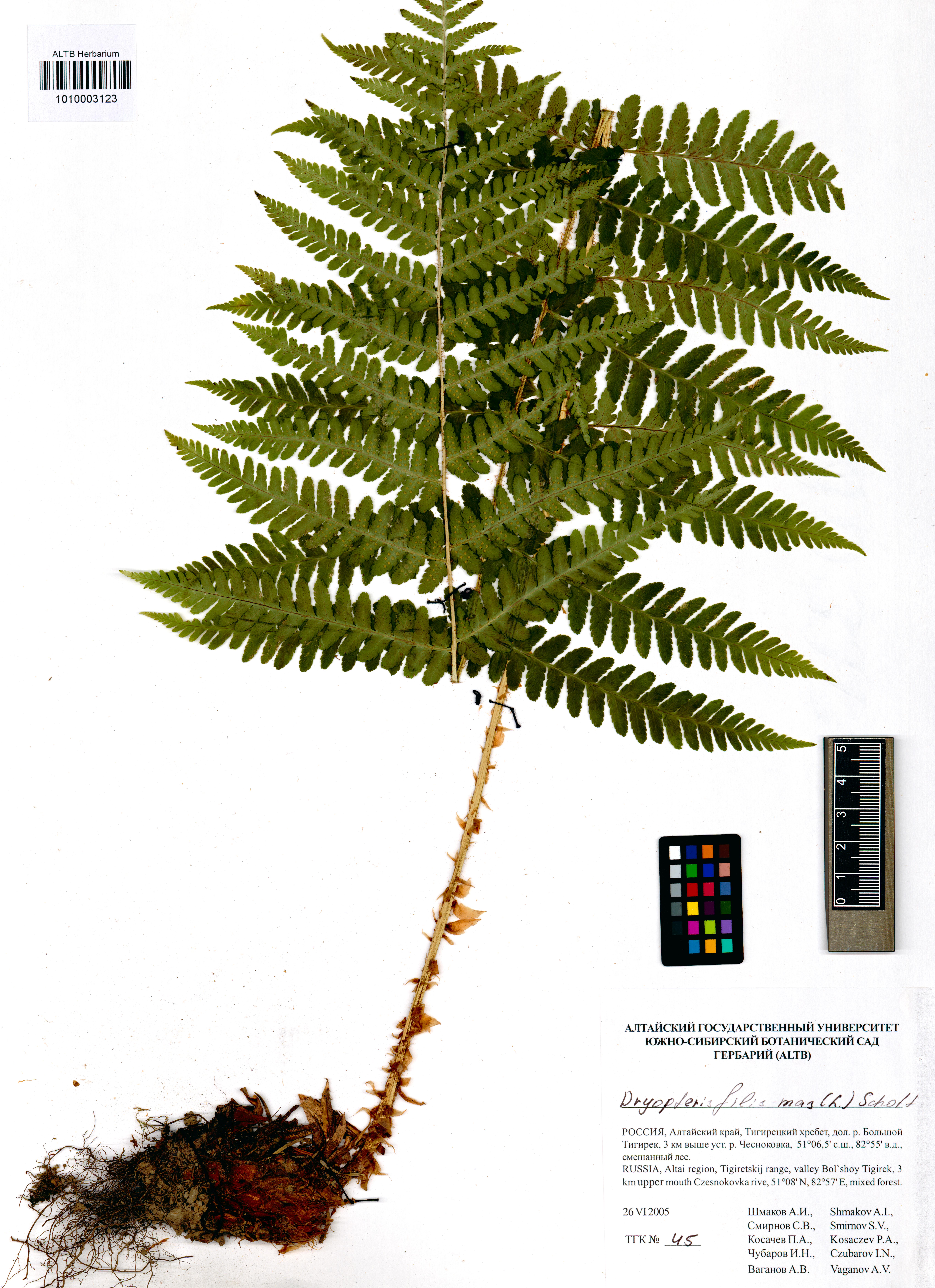 Dryopteris filix-mas (L.) Schott