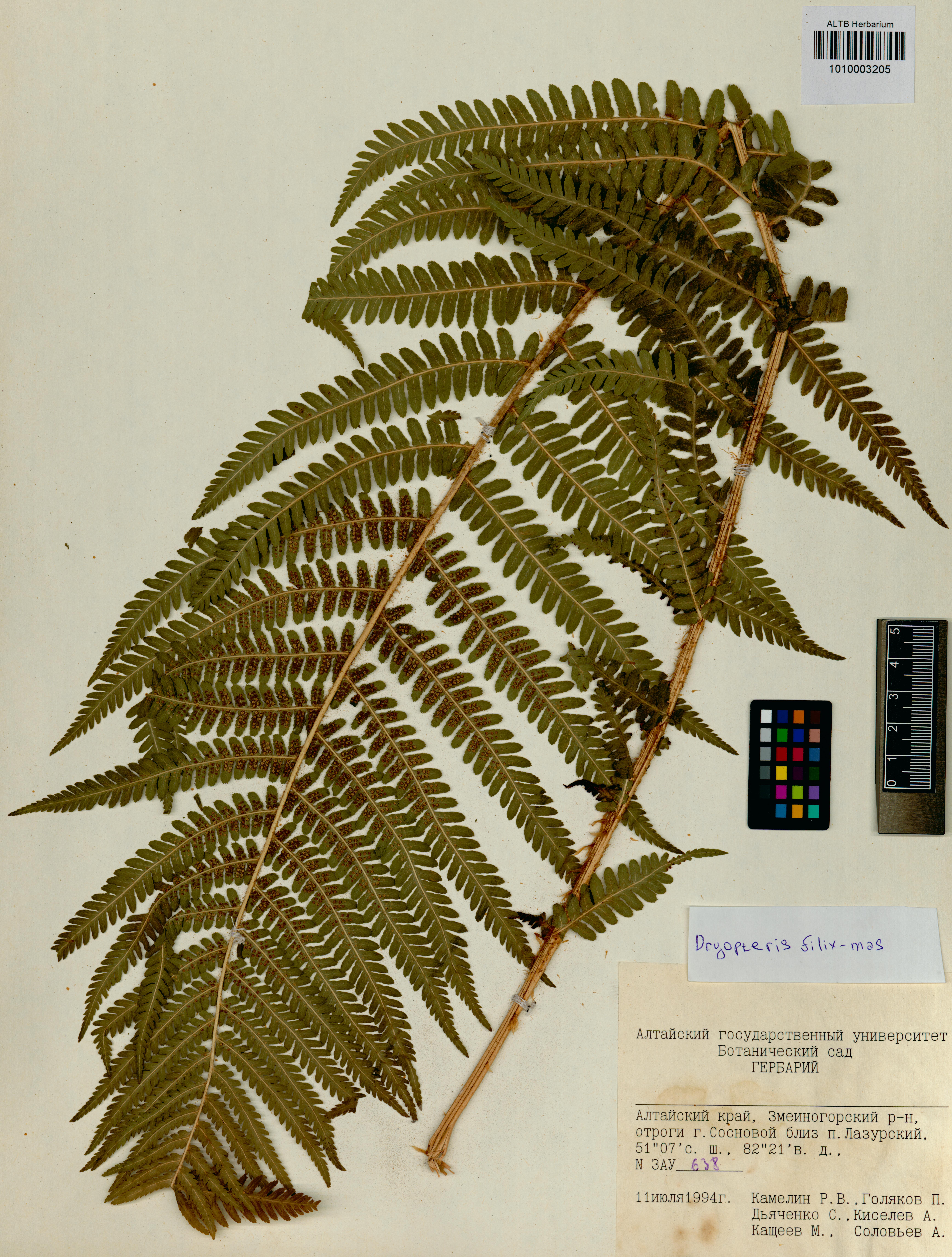 Dryopteris filix-mas (L.) Schott