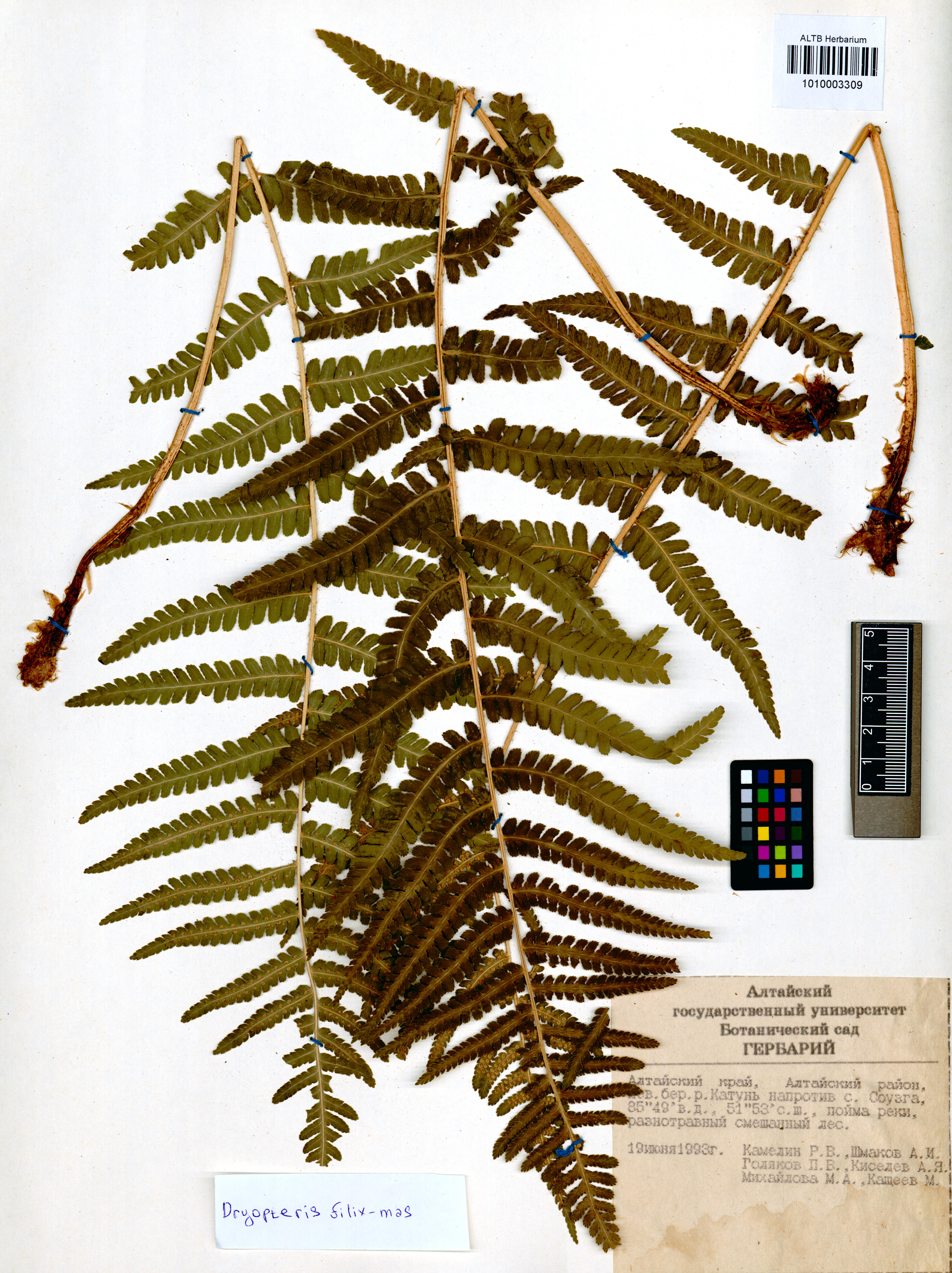 Dryopteris filix-mas (L.) Schott