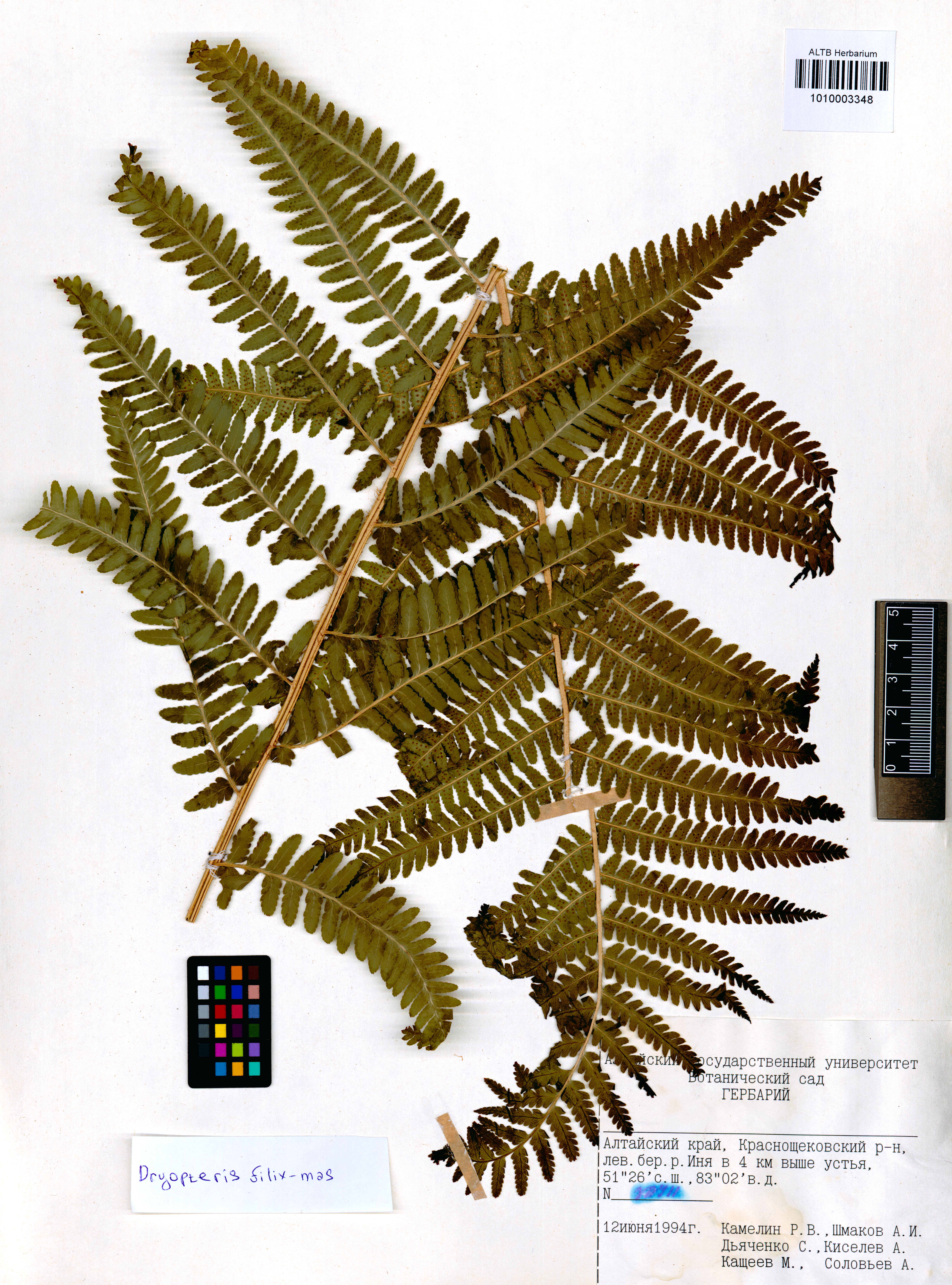 Dryopteris filix-mas (L.) Schott