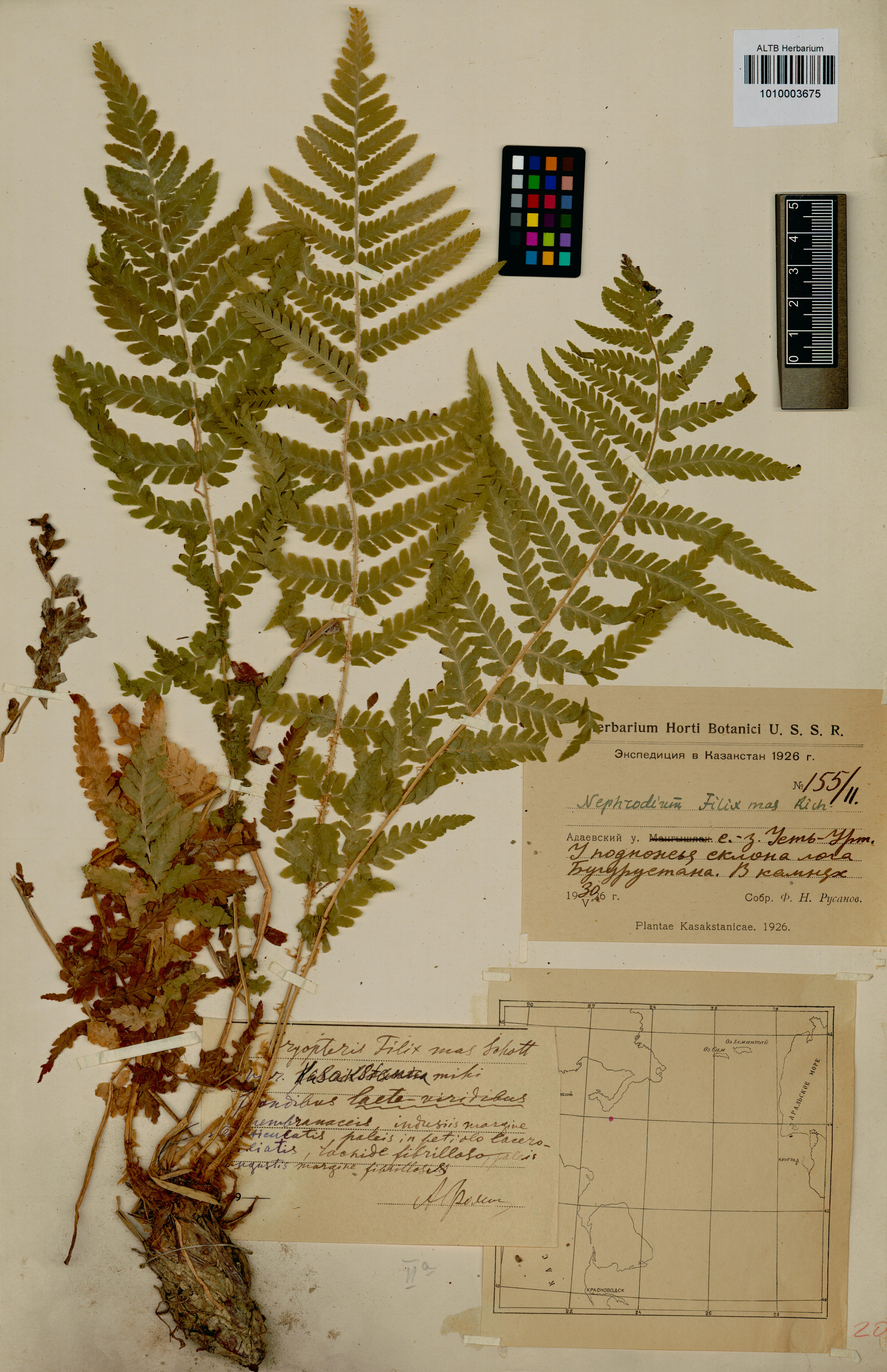 Dryopteris filix-mas (L.) Schott