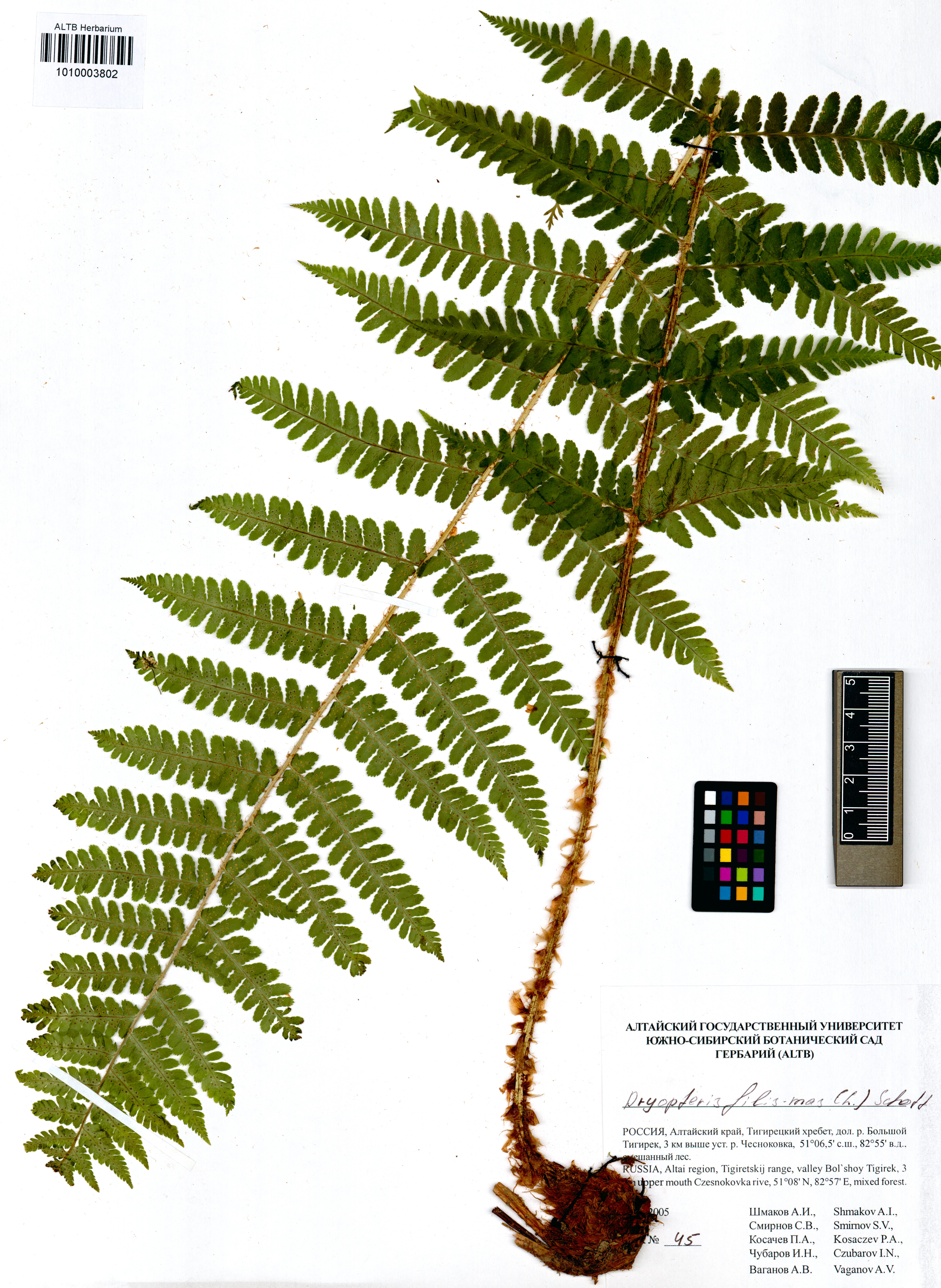 Dryopteris filix-mas (L.) Schott