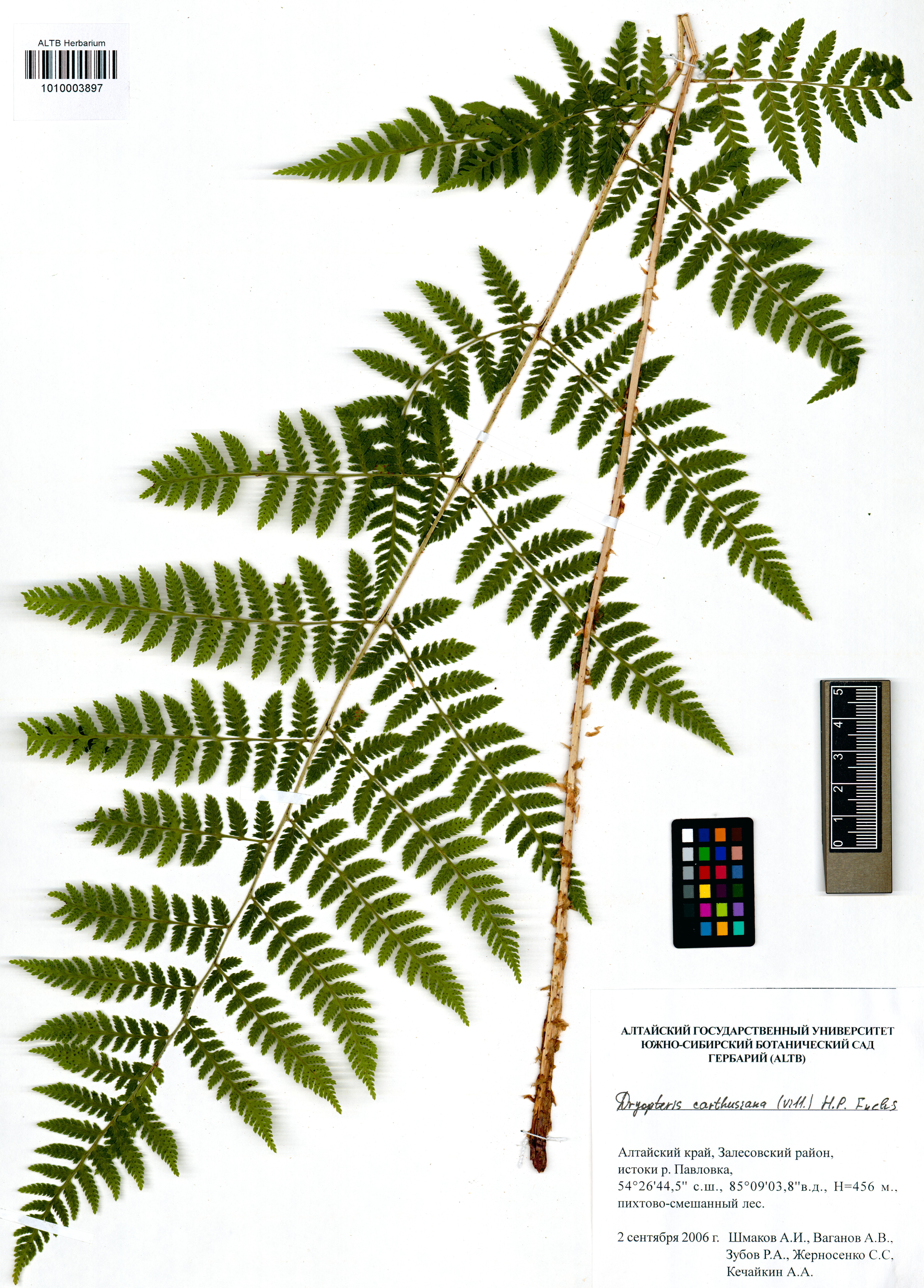 Dryopteris carthusiana (Vill.) H.P.Fuchs
