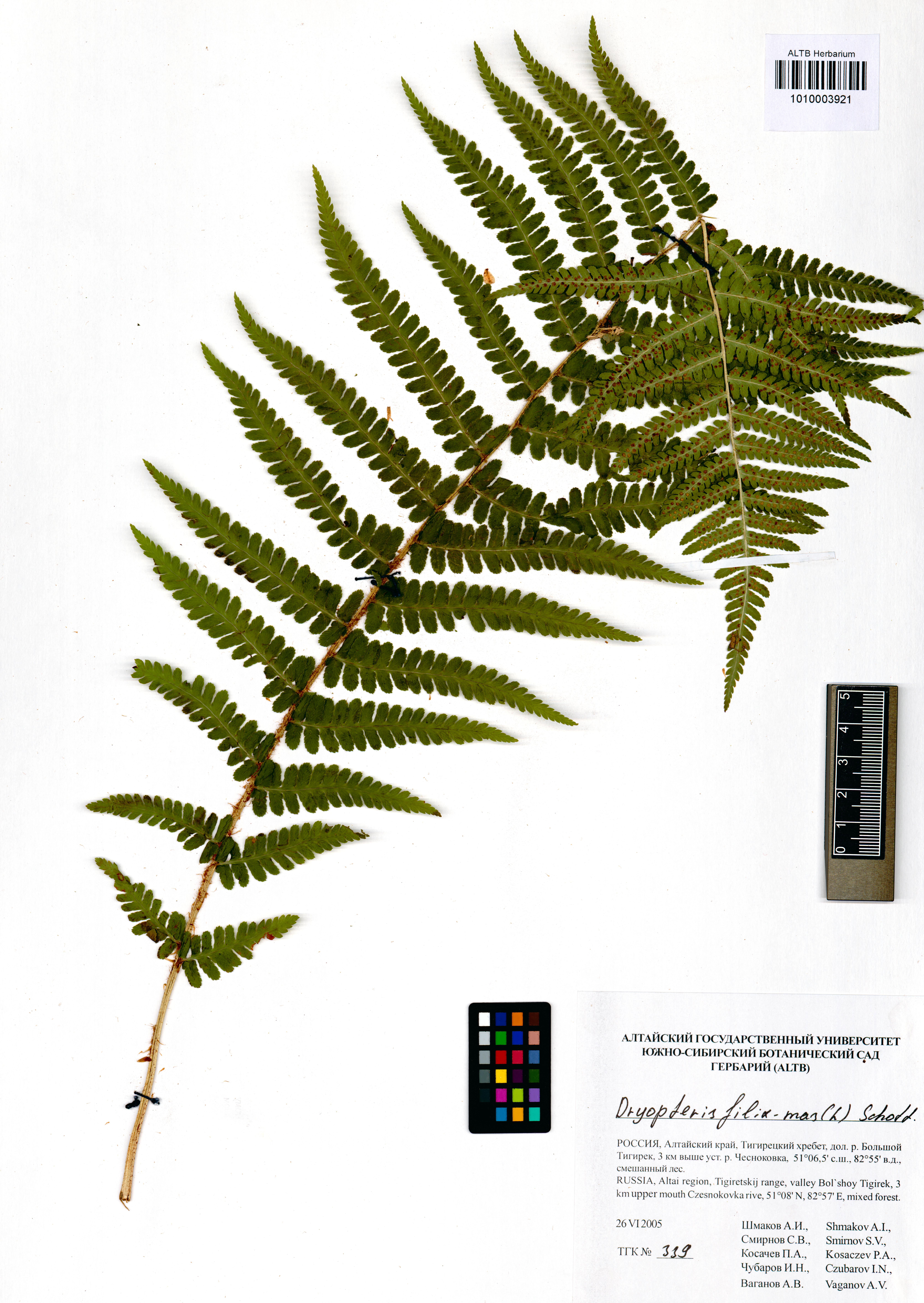 Dryopteris filix-mas (L.) Schott