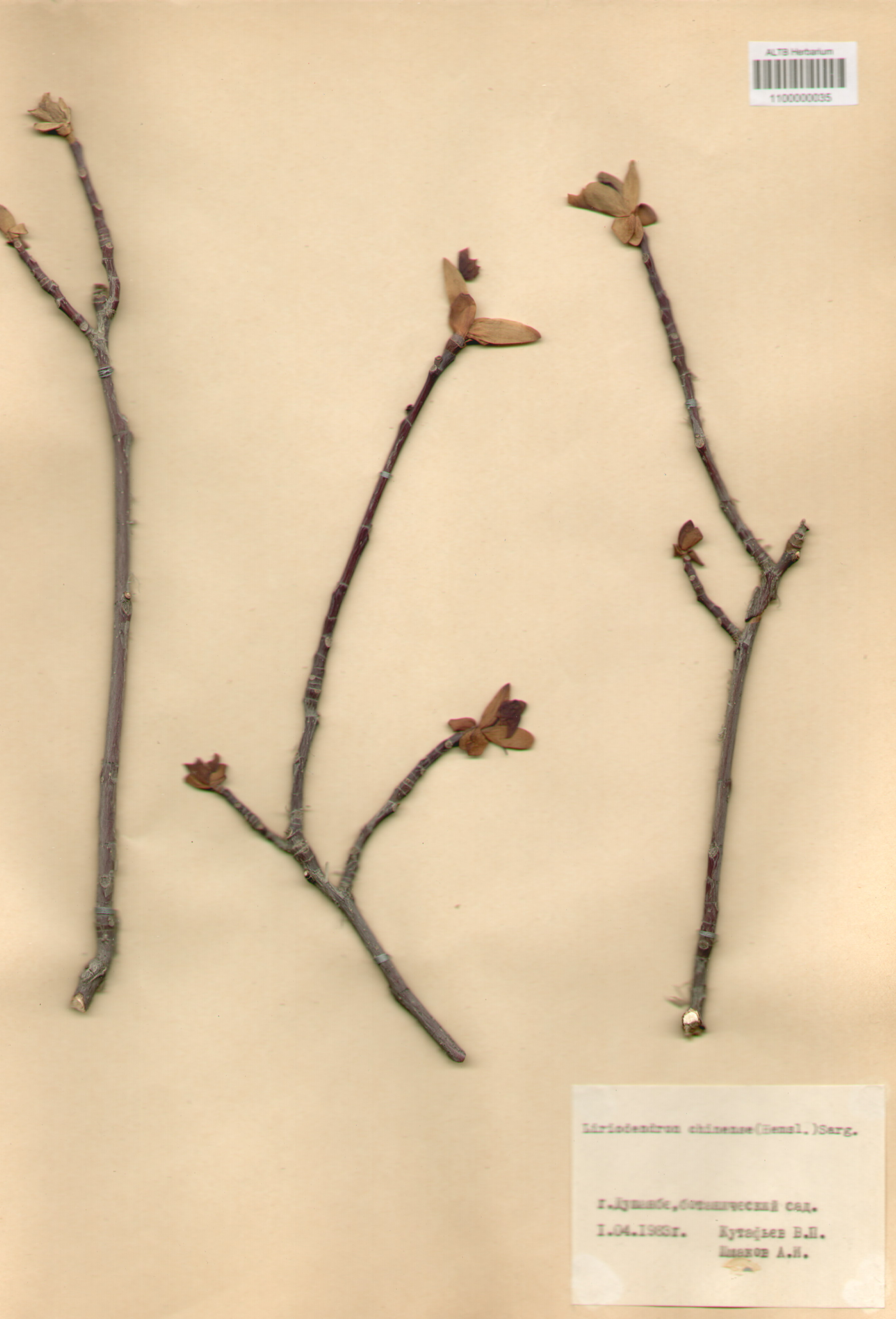 Magnoliaceae,Liliodendron chinense (Hemsl.) Sarg.