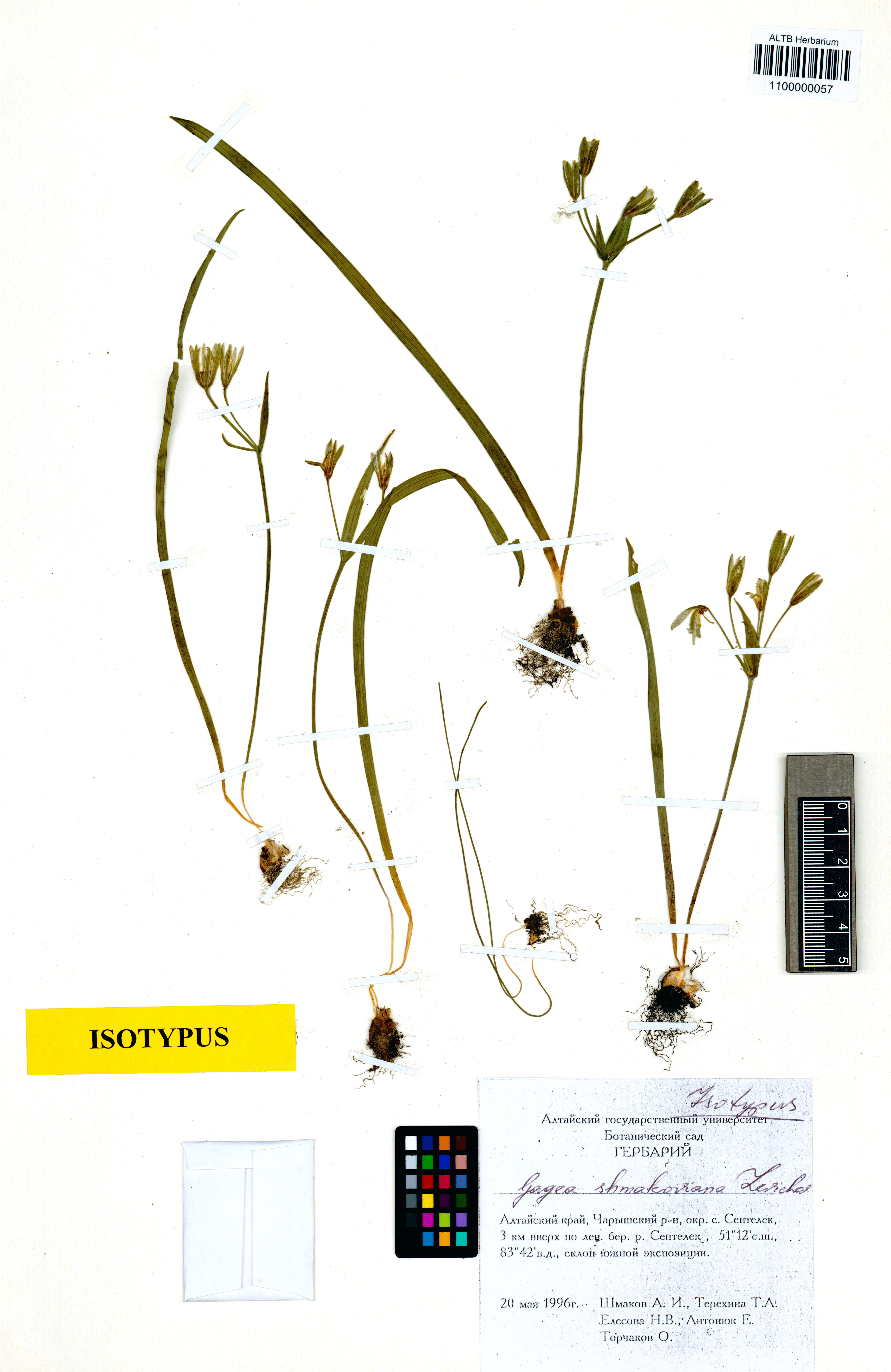Liliaceae,Gagea shmakoviana Levichev