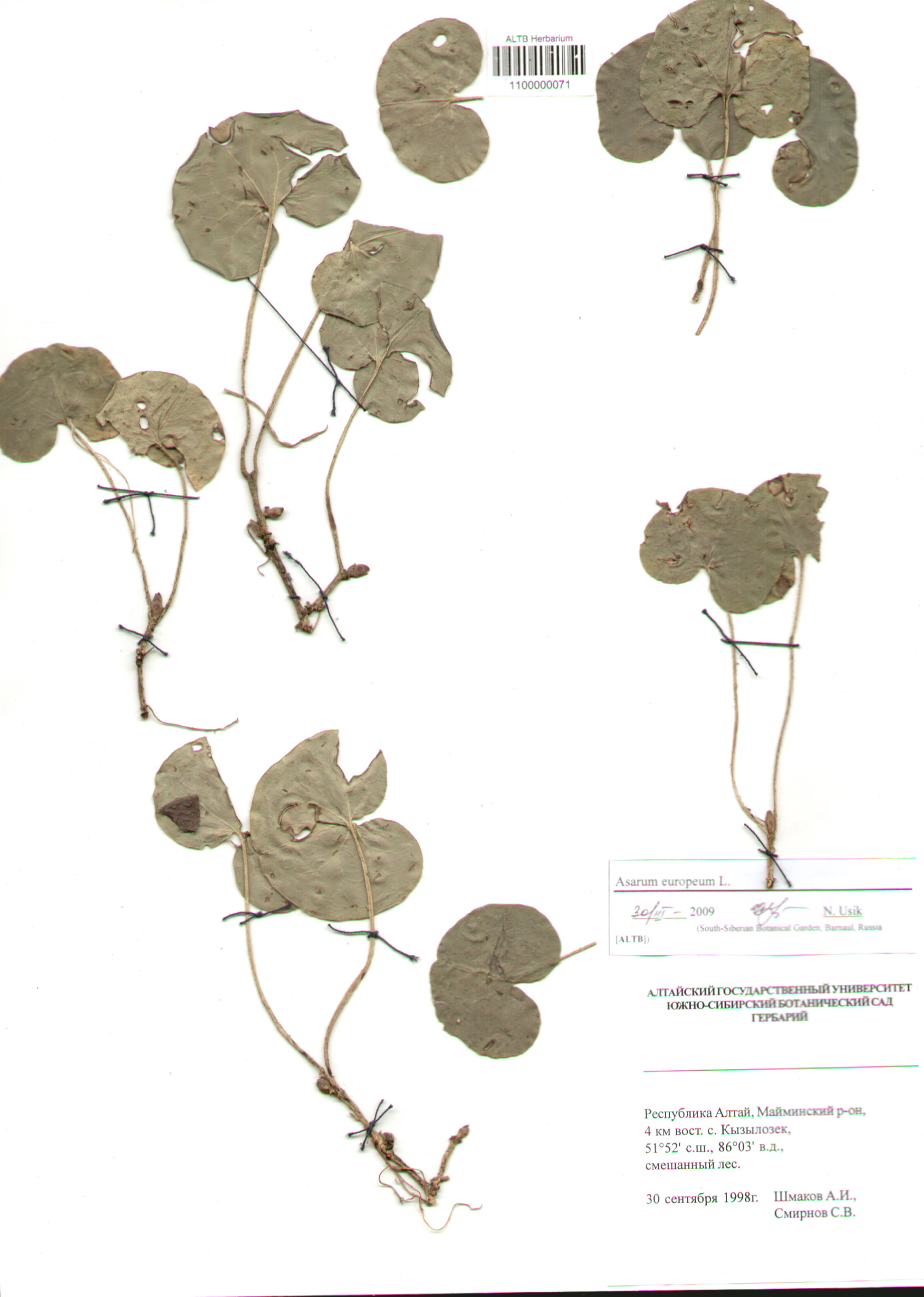 Aristolochiaceae,Asarum europeum L.
