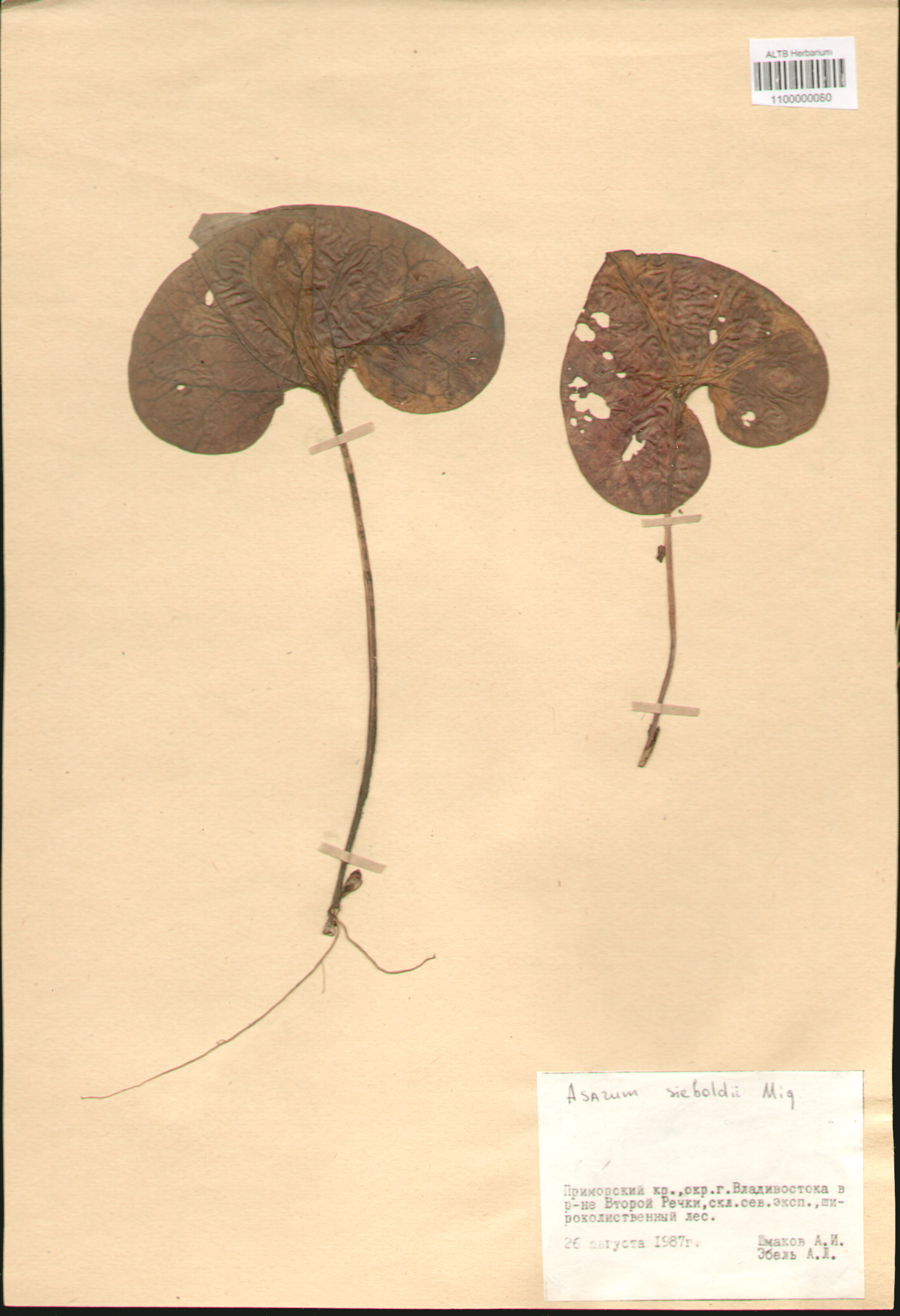 Aristolochiaceae,Asarum sieboldii Miq.