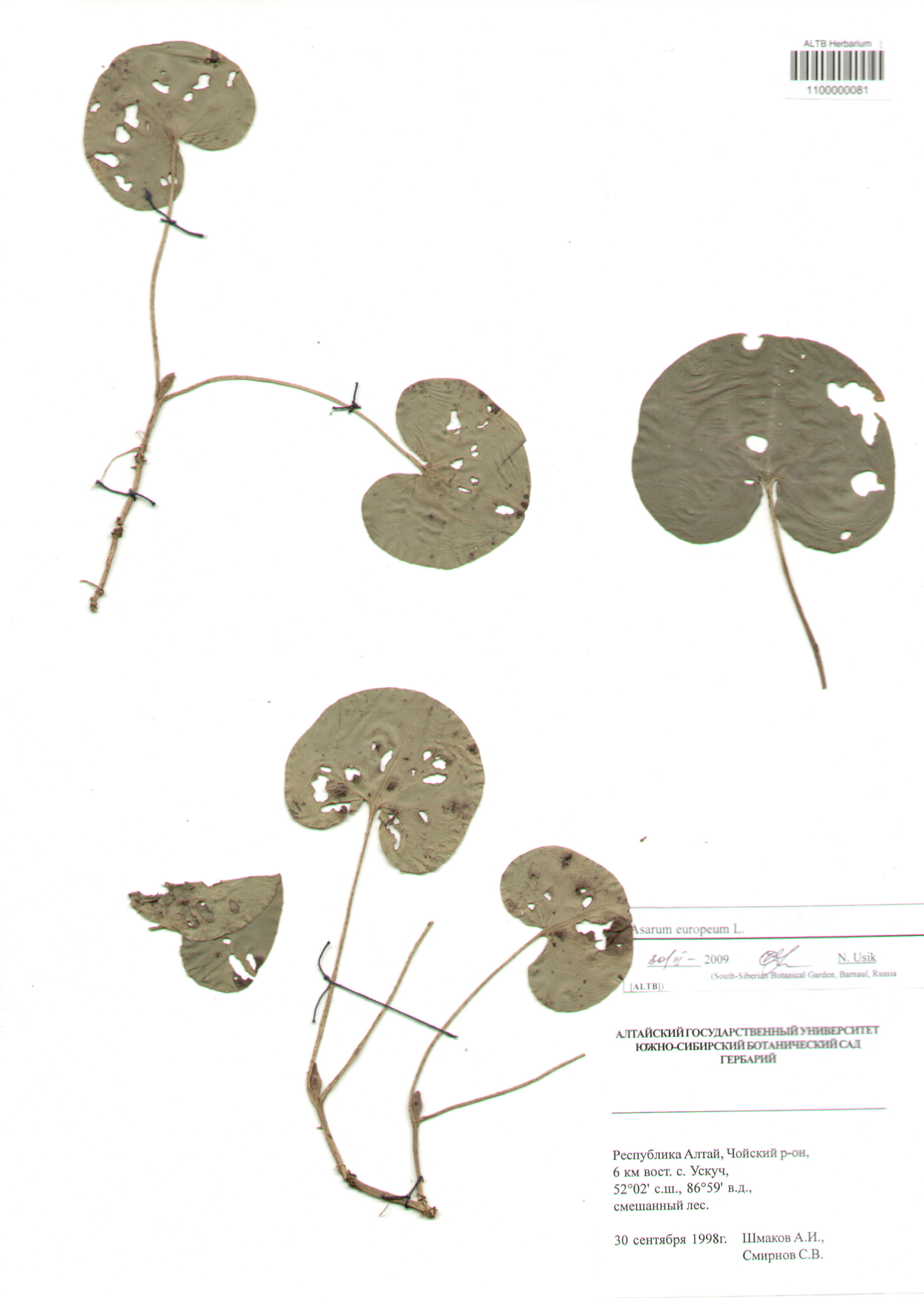 Aristolochiaceae,Asarum europeum L.