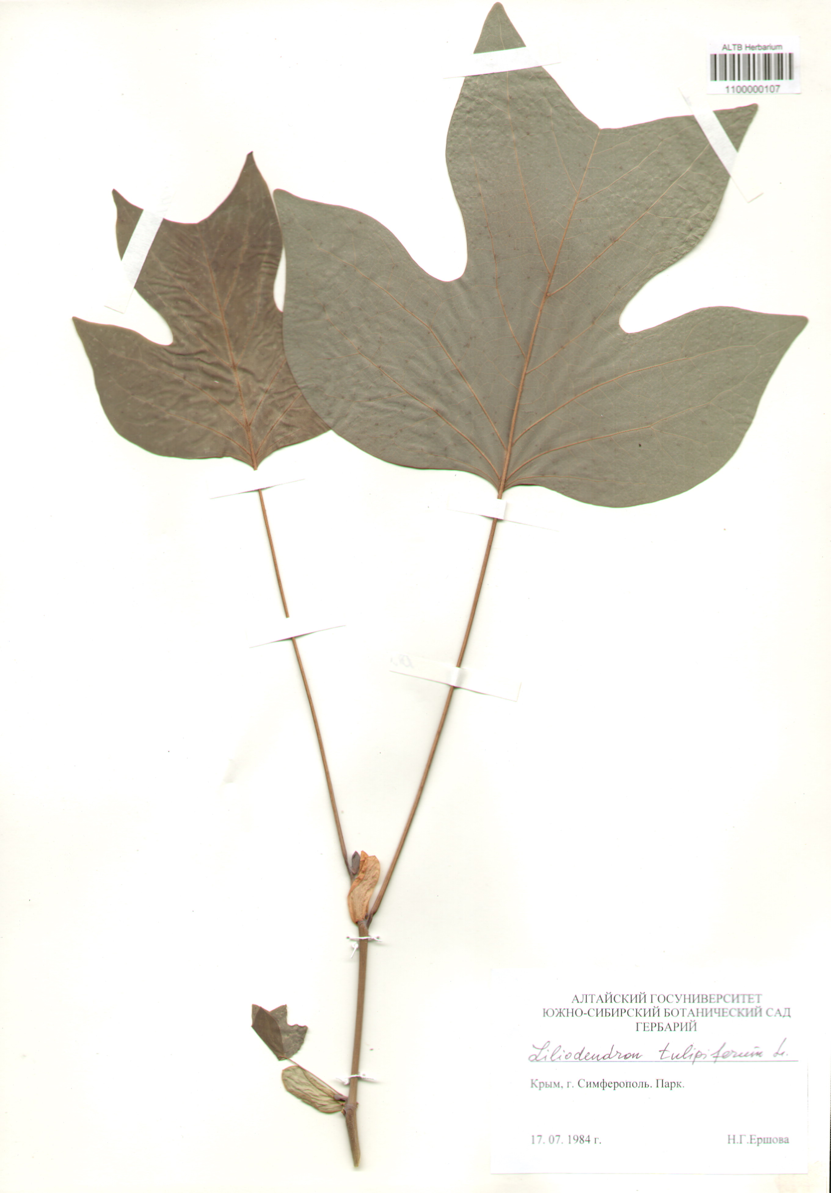 Magnoliaceae,Liliodendron tulipiferum L.