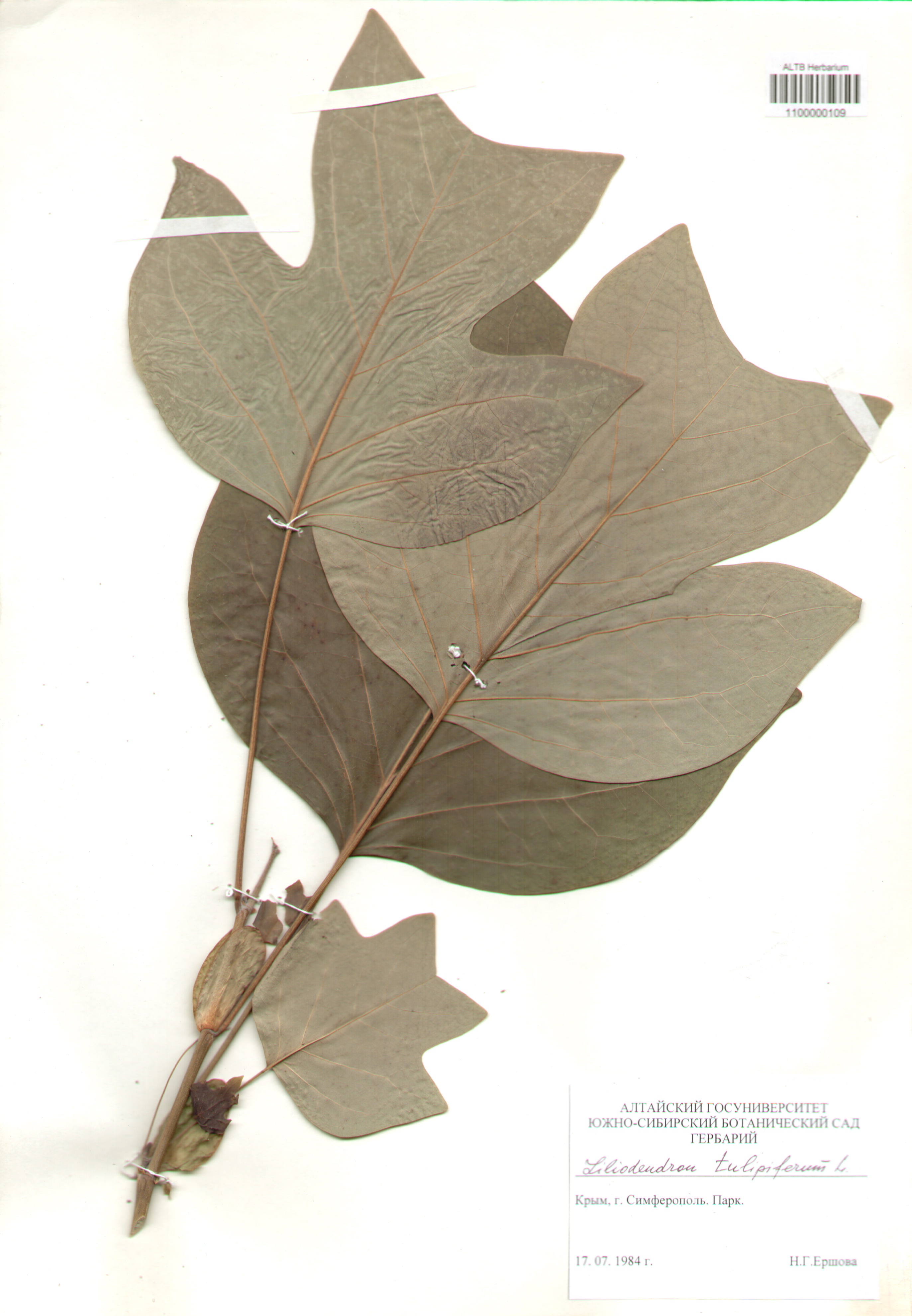 Magnoliaceae,Liliodendron tulipiferum L.
