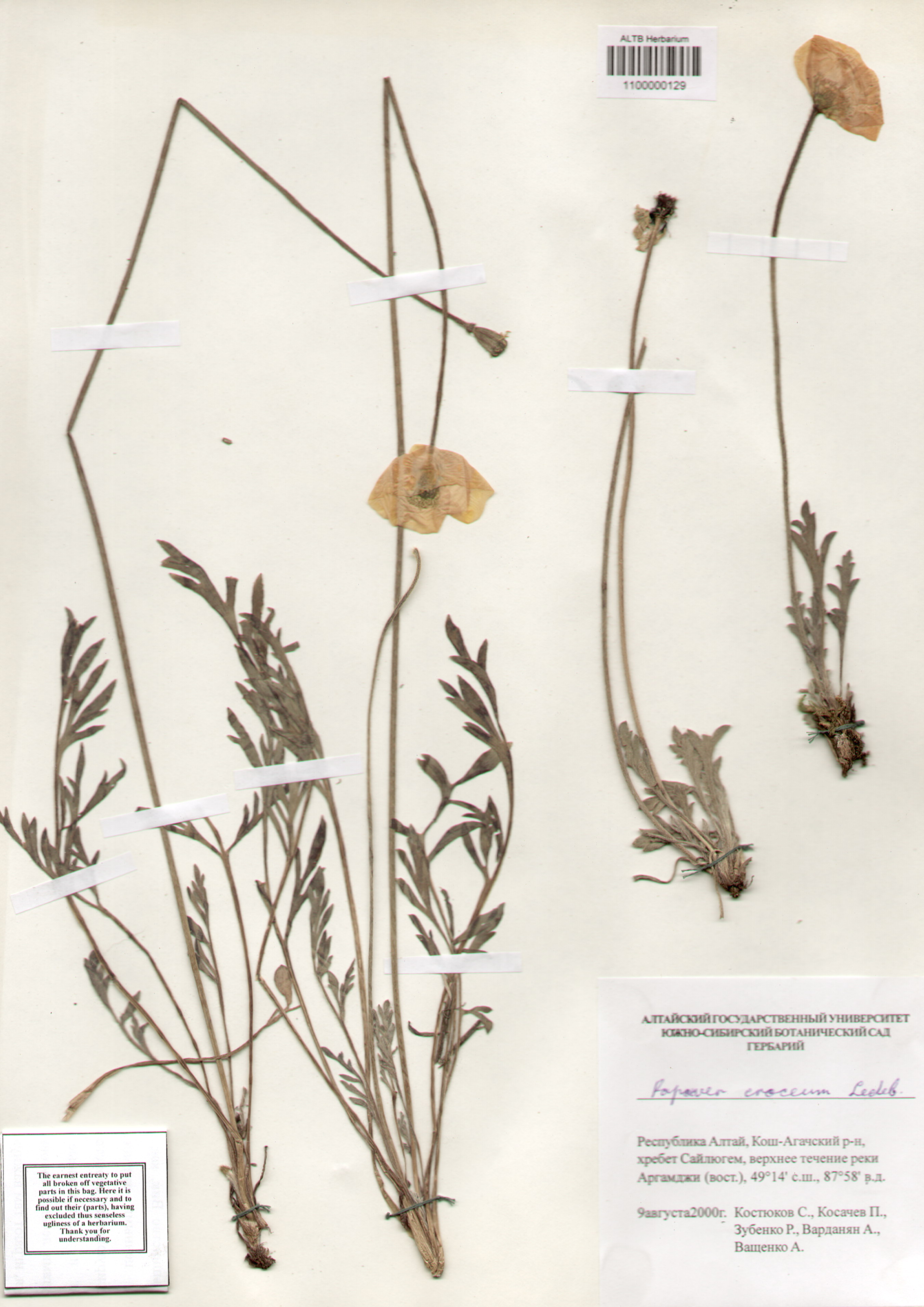 Papaveraceae,Papaver croceum Ledeb.