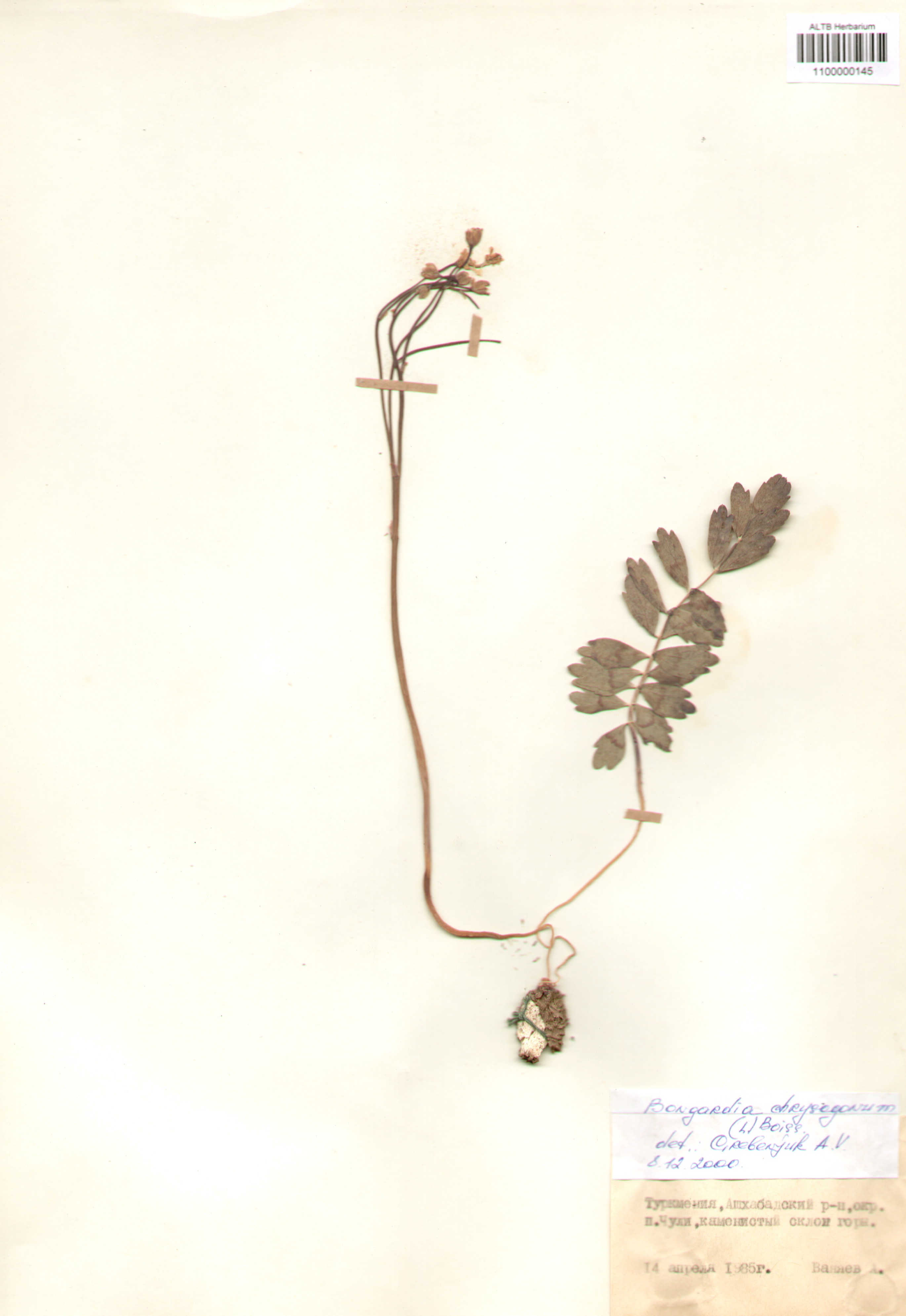 Berberidaceae,Bongardia chrysogonum (L.) Boiss.