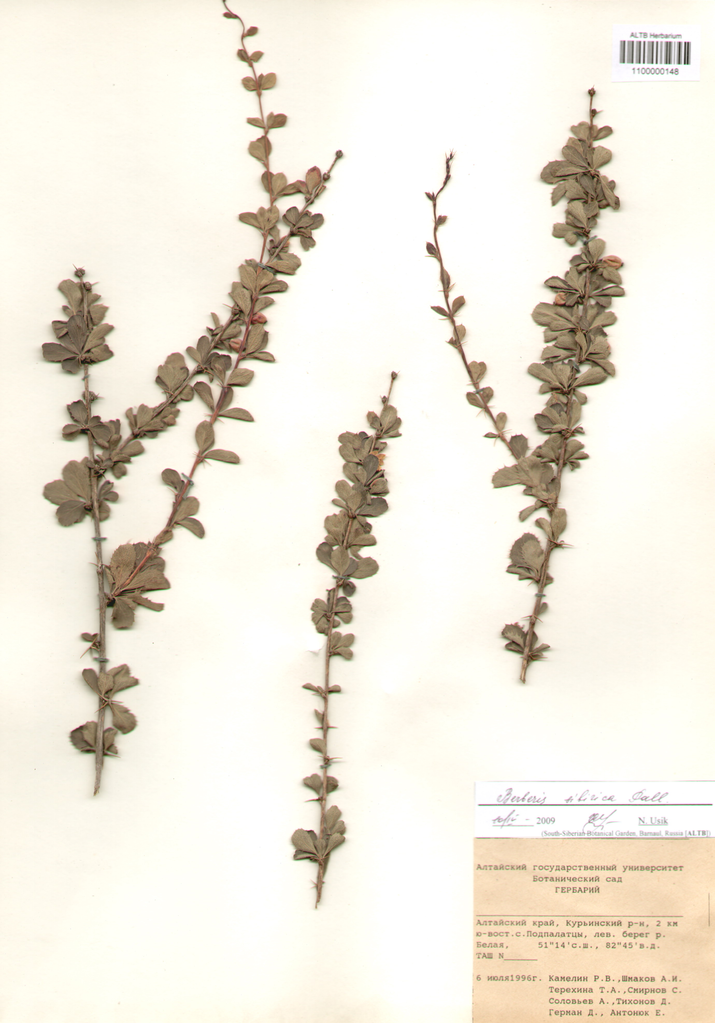 Berberidaceae,Berberis sibirica Pall.