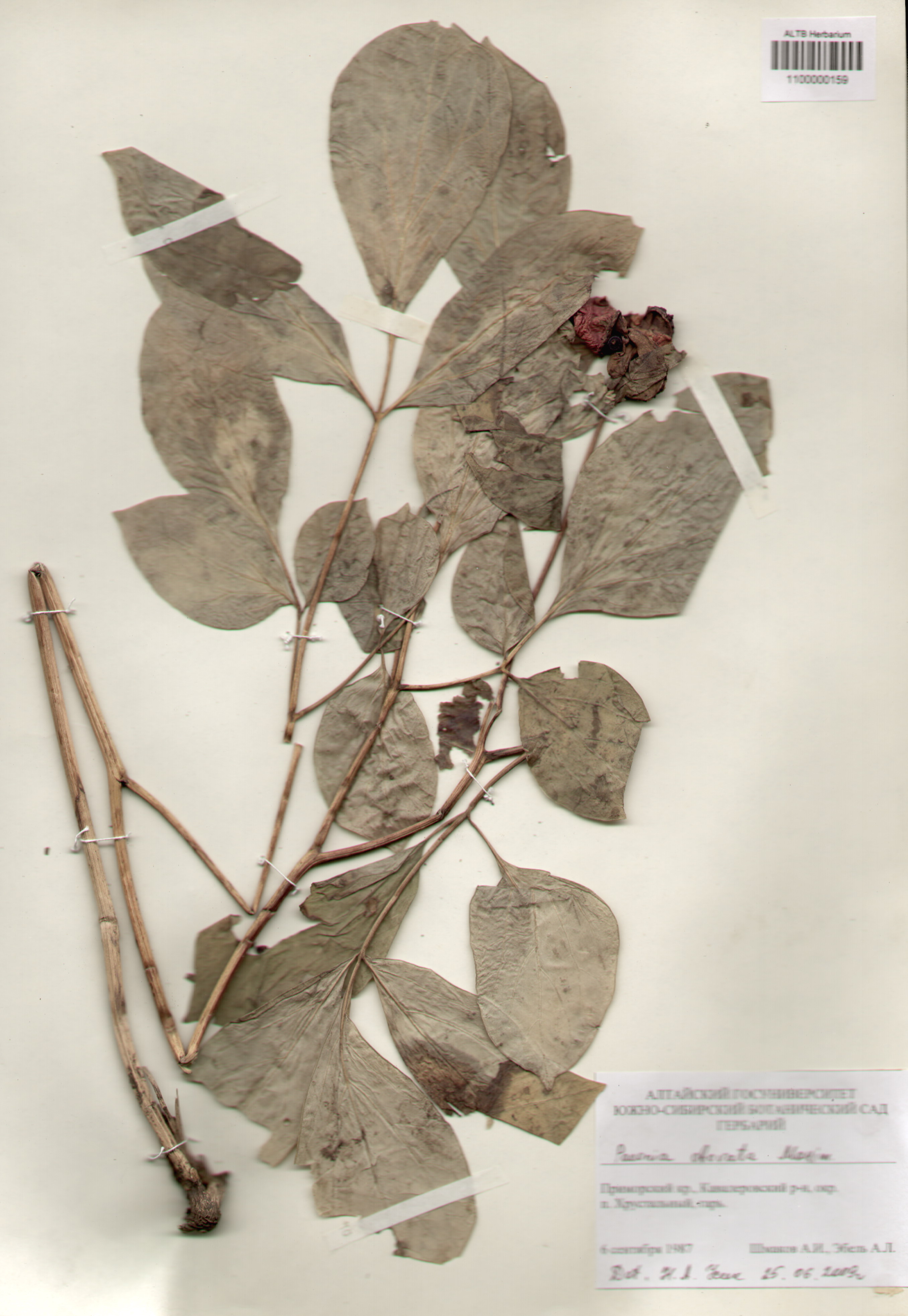 Paeoniaceae,Paeonia obovata Maxim.