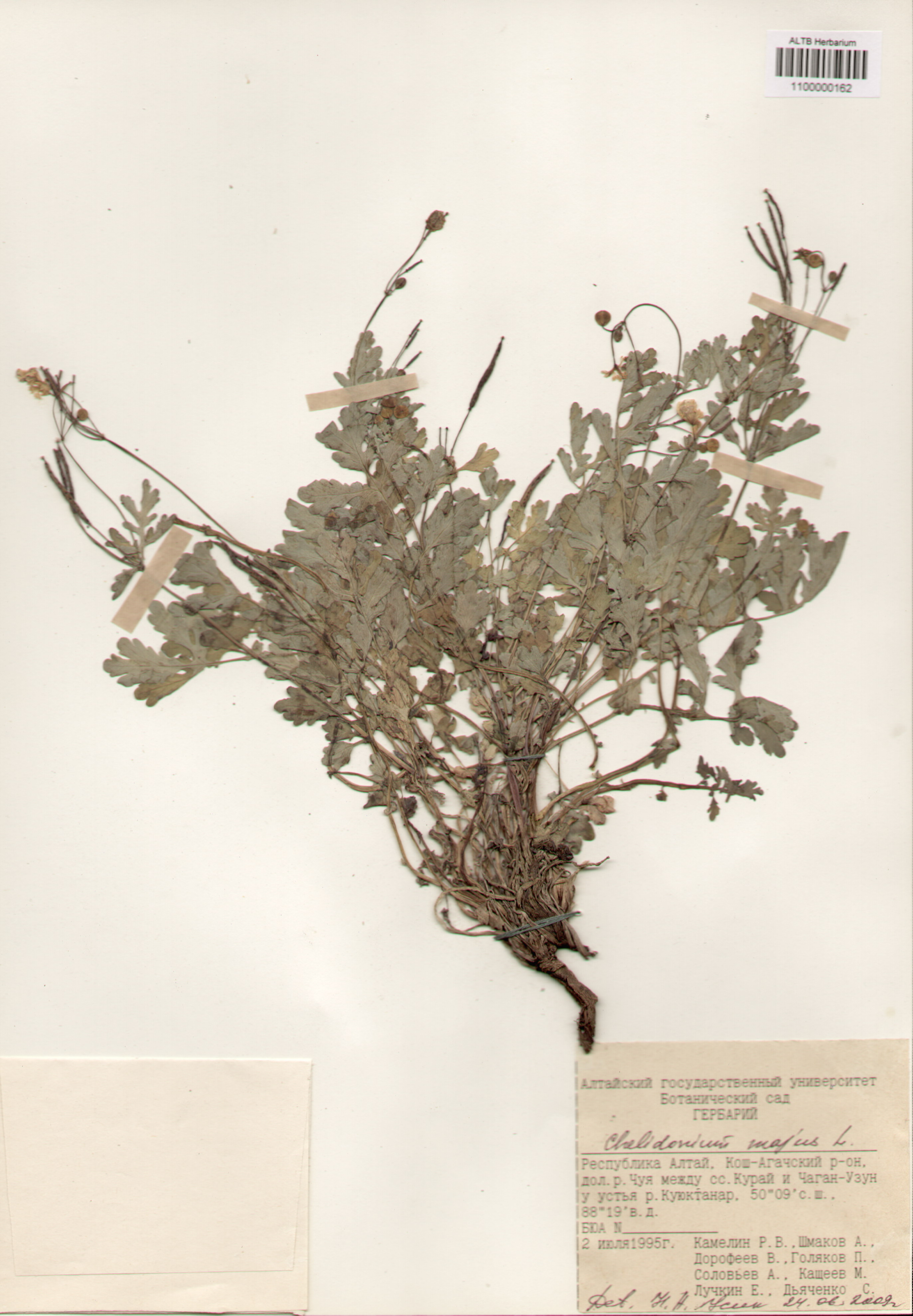 Papaveraceae,Chelidonium majus L.