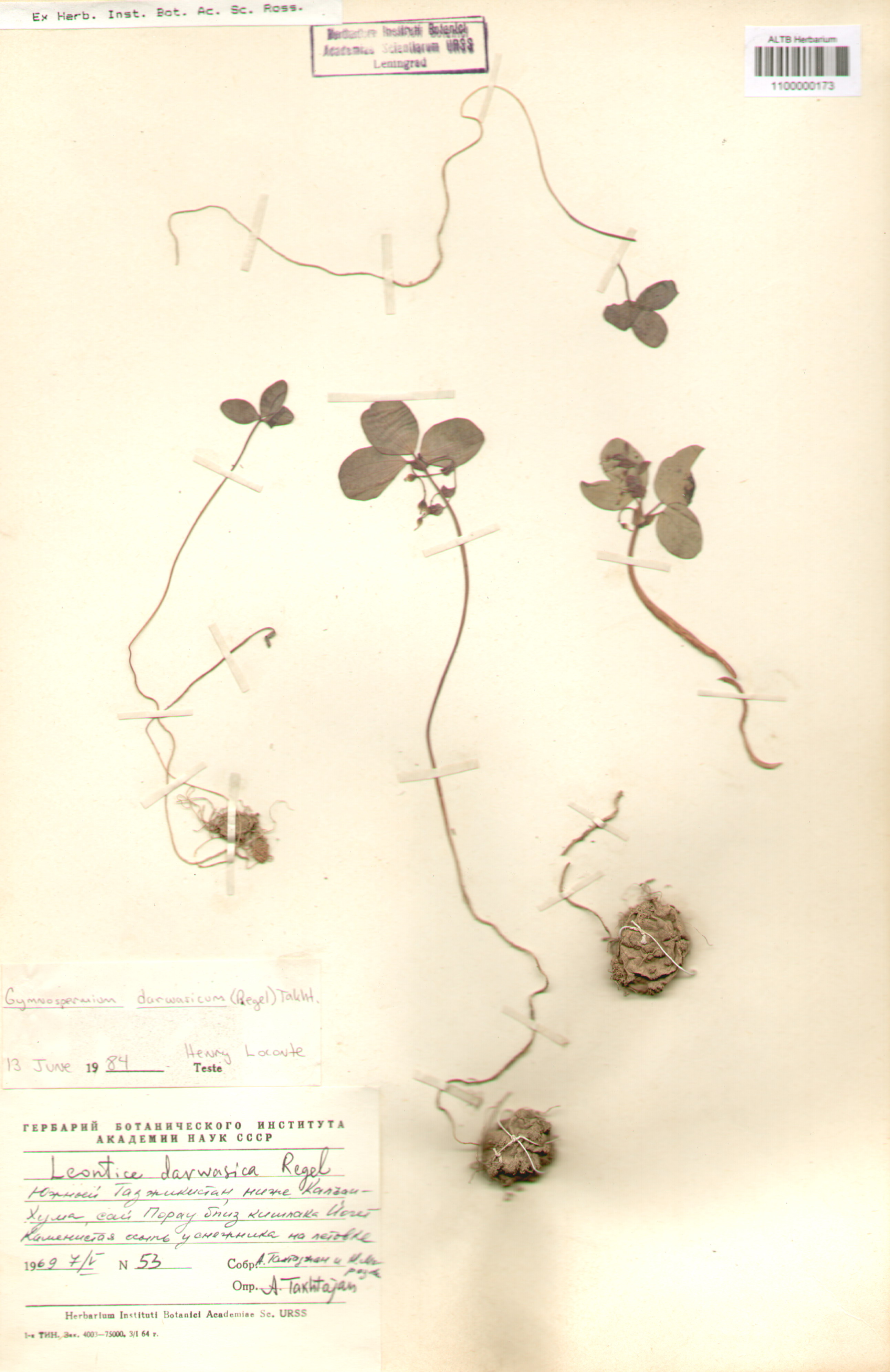 Berberidaceae,Gymnospermium darwasicum (Rgl.) Takht.