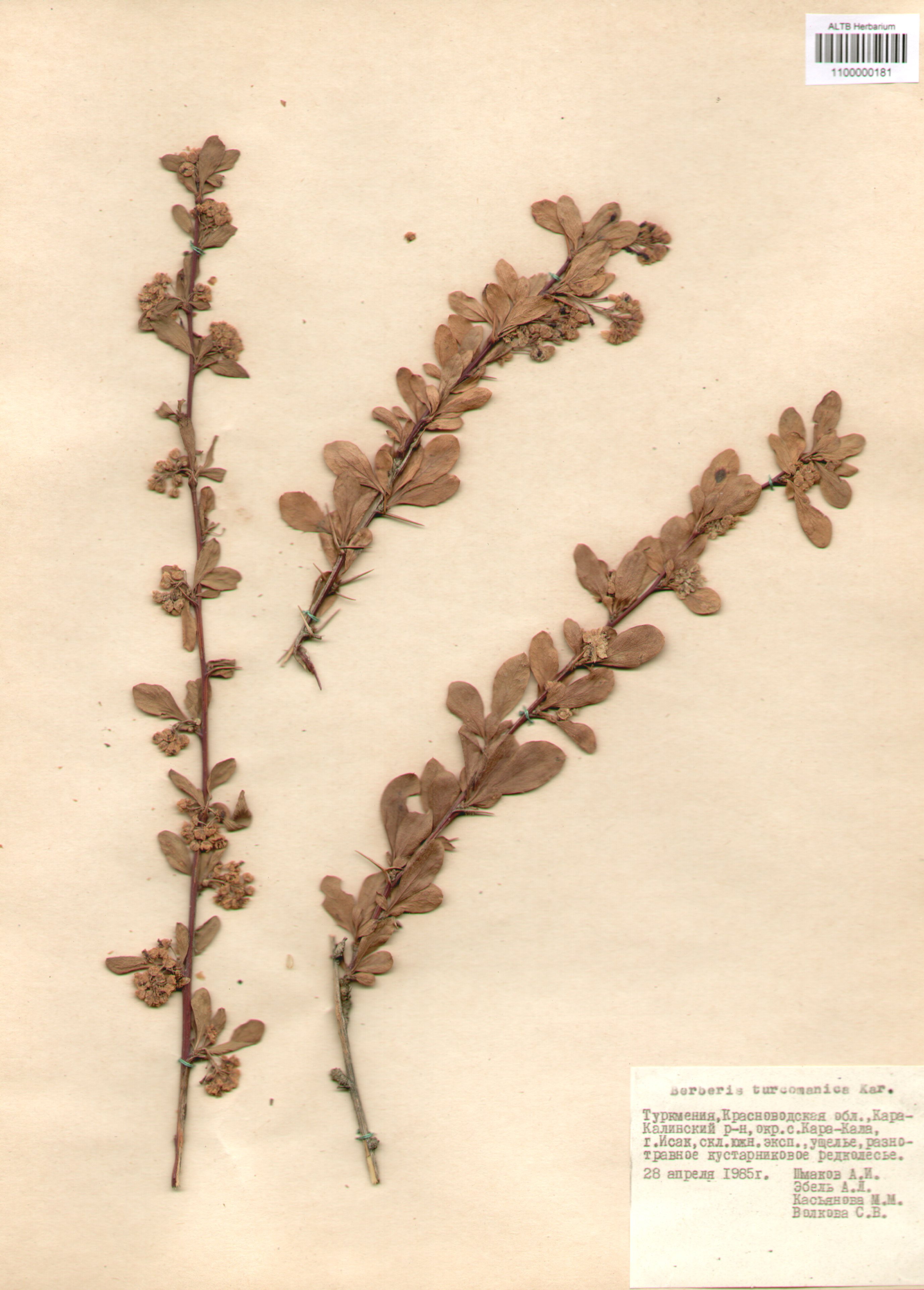 Berberidaceae,Berberis turcomanicum Kar.