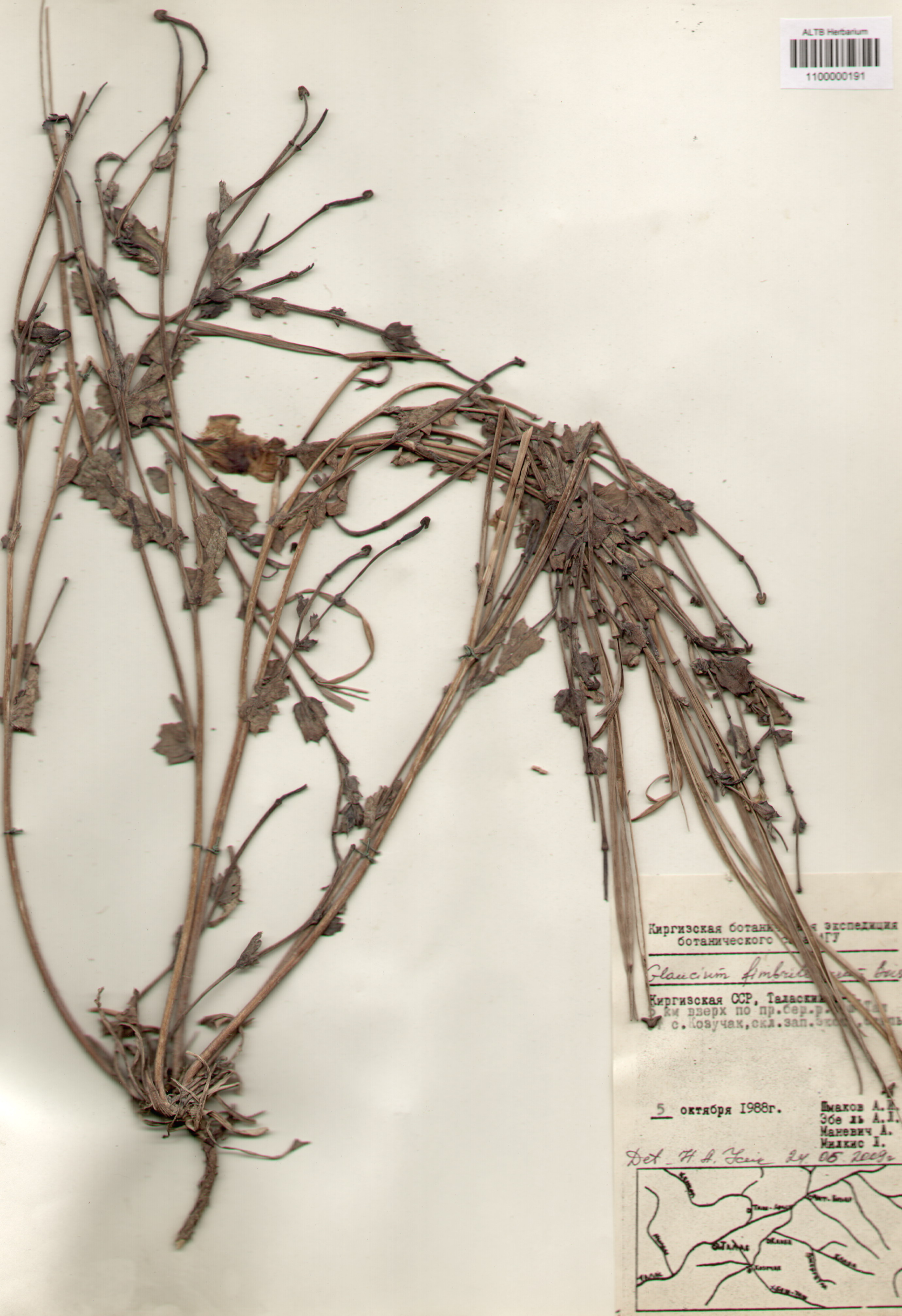 Papaveraceae,Glaucium fimbrilligerum (_Trautv.) Boiss.