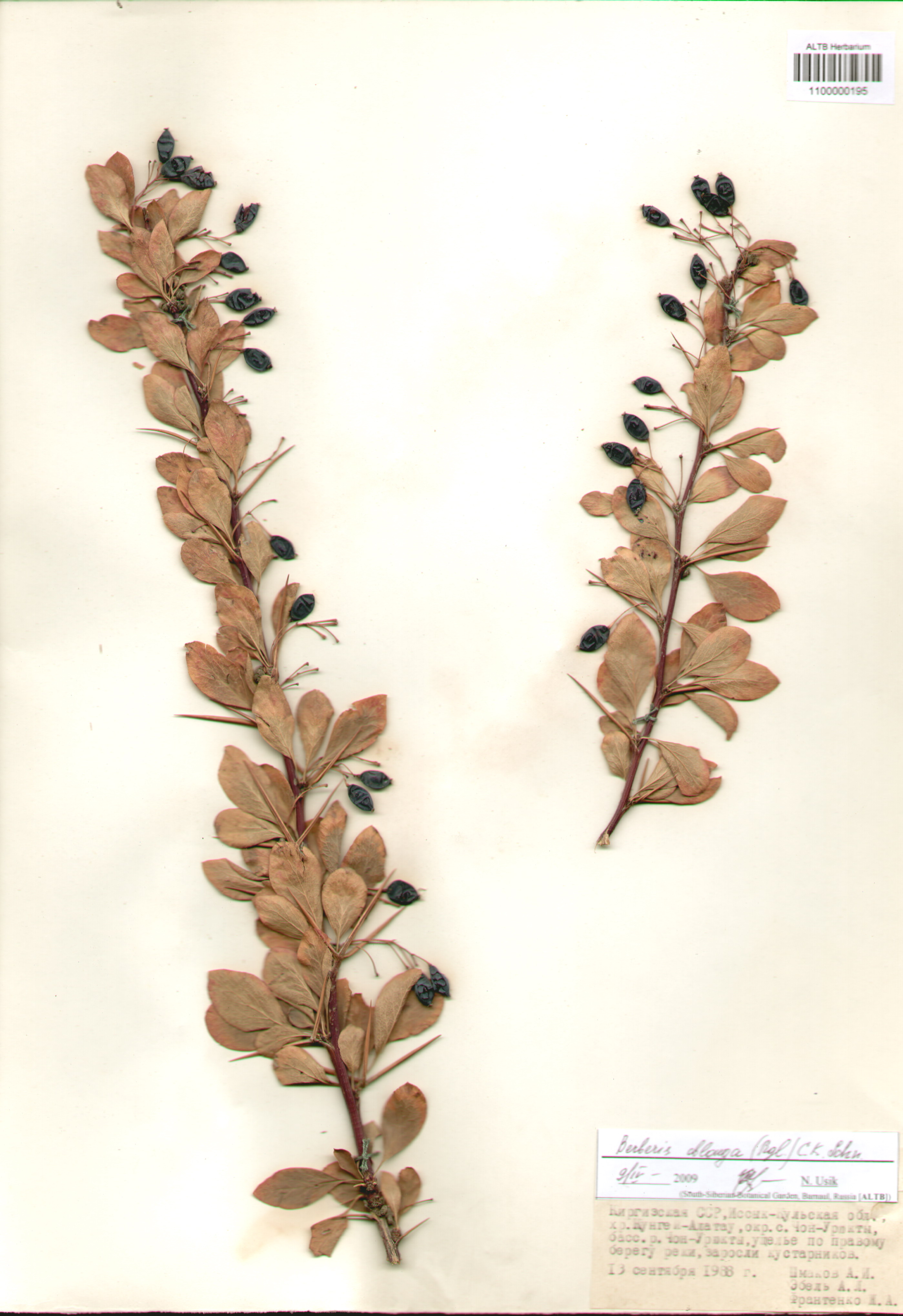 Berberidaceae,Berberis oblonga (Rgl.) C.K. Schn.