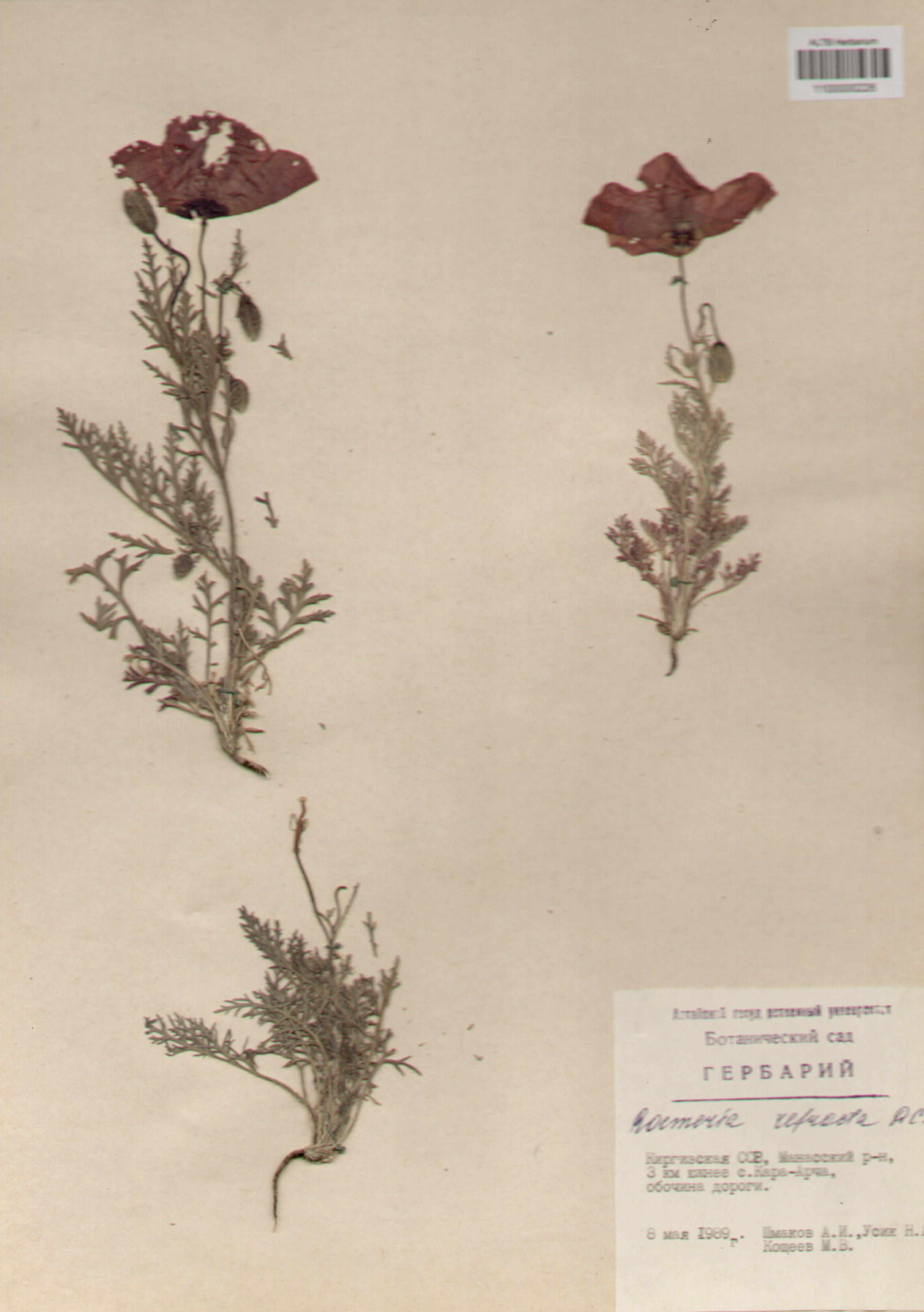 Papaveraceae,Roemeria refracta DC.