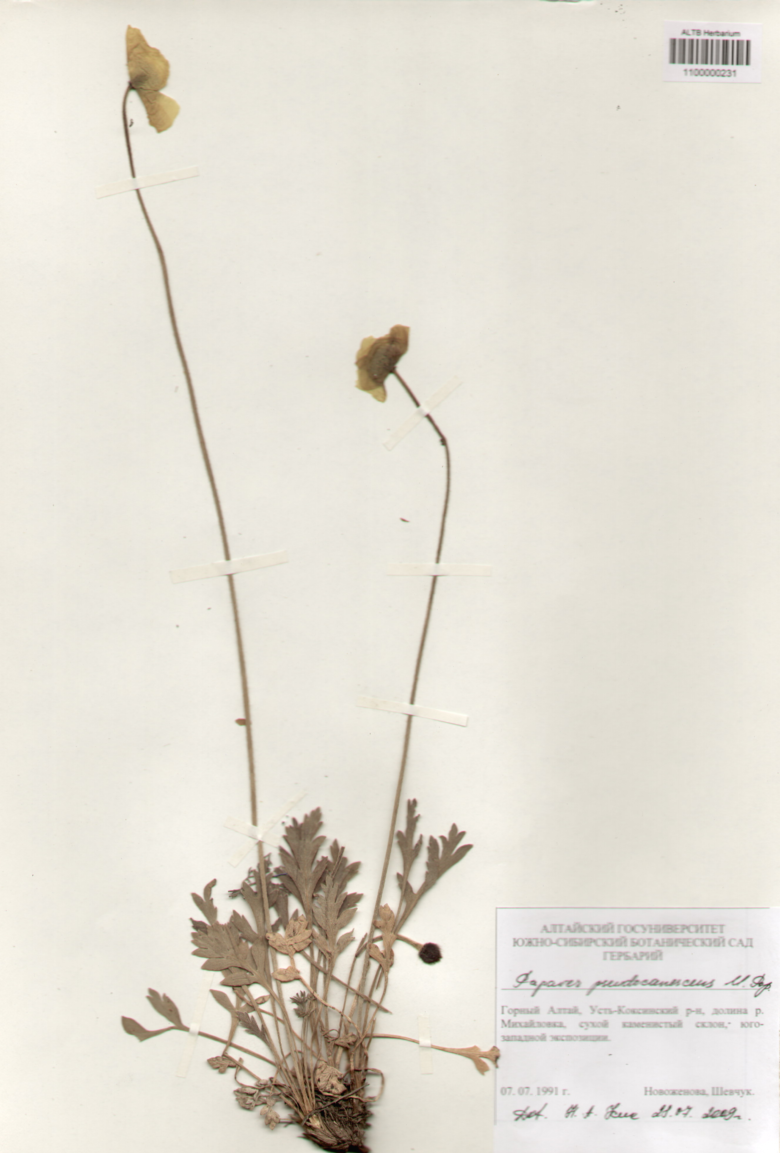 Papaveraceae,Papaver pseudocanescens M. Pop.