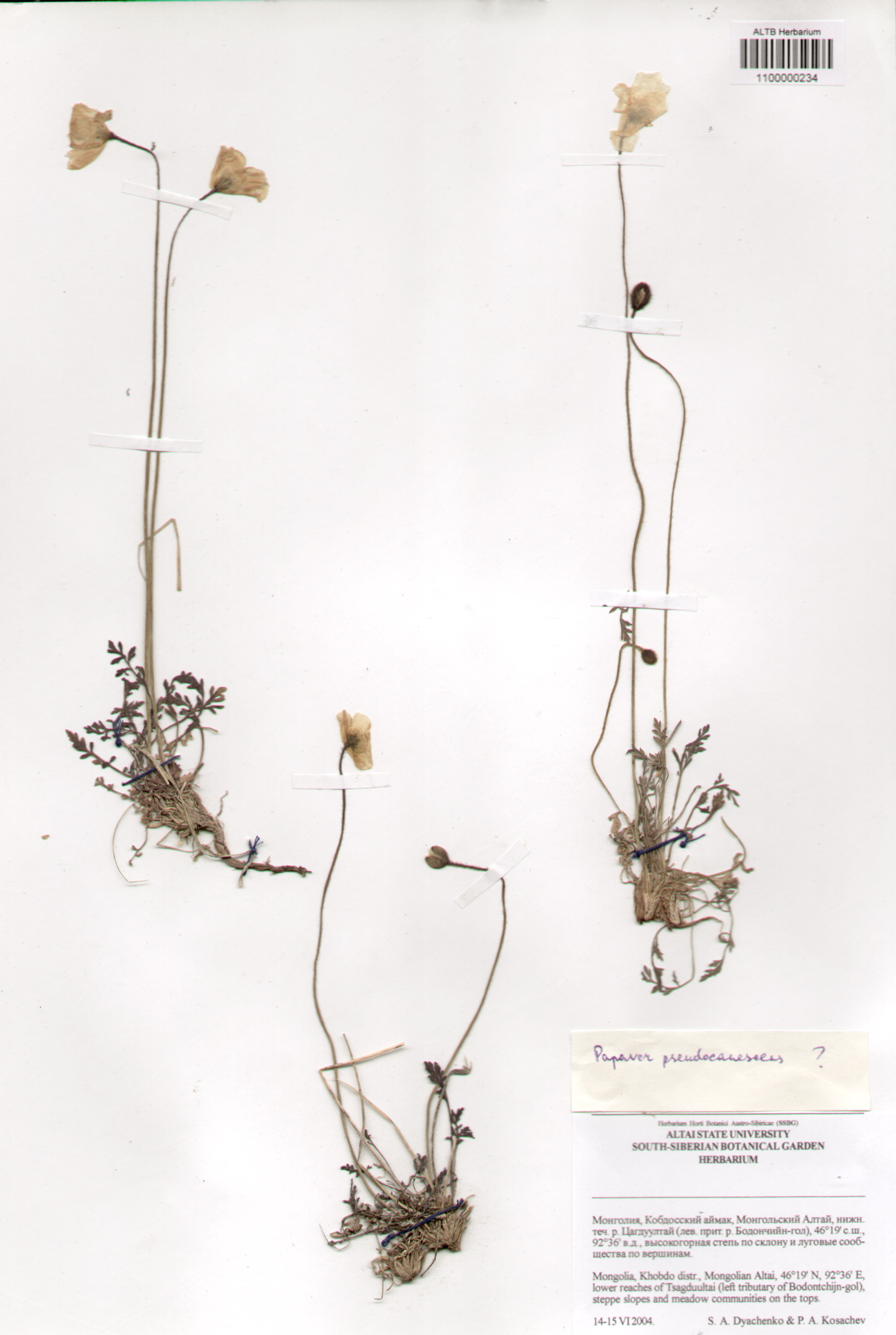 Papaveraceae,Papaver pseudocanescens M. Pop.