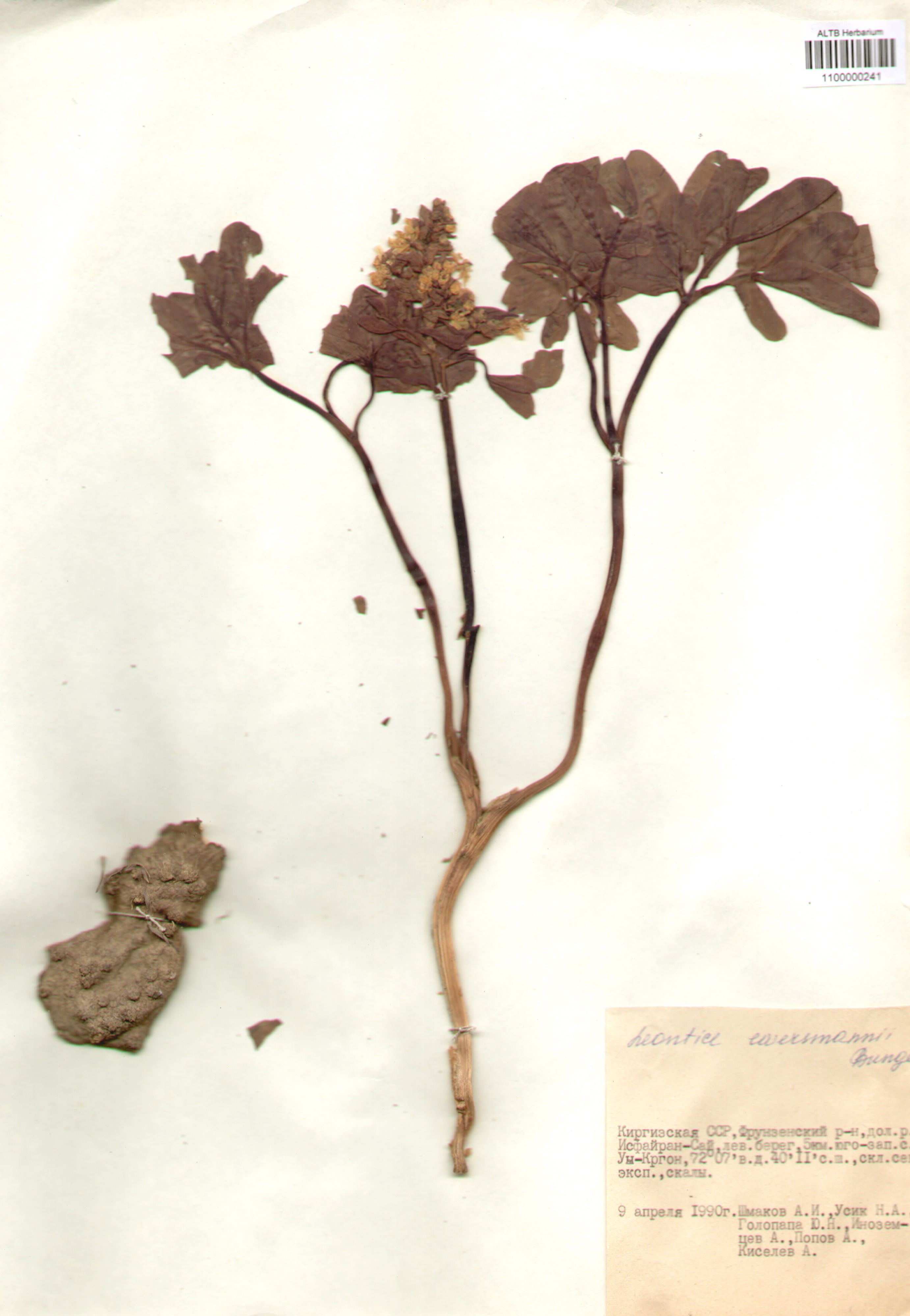 Berberidaceae,Leontice ewersmannii Bunge