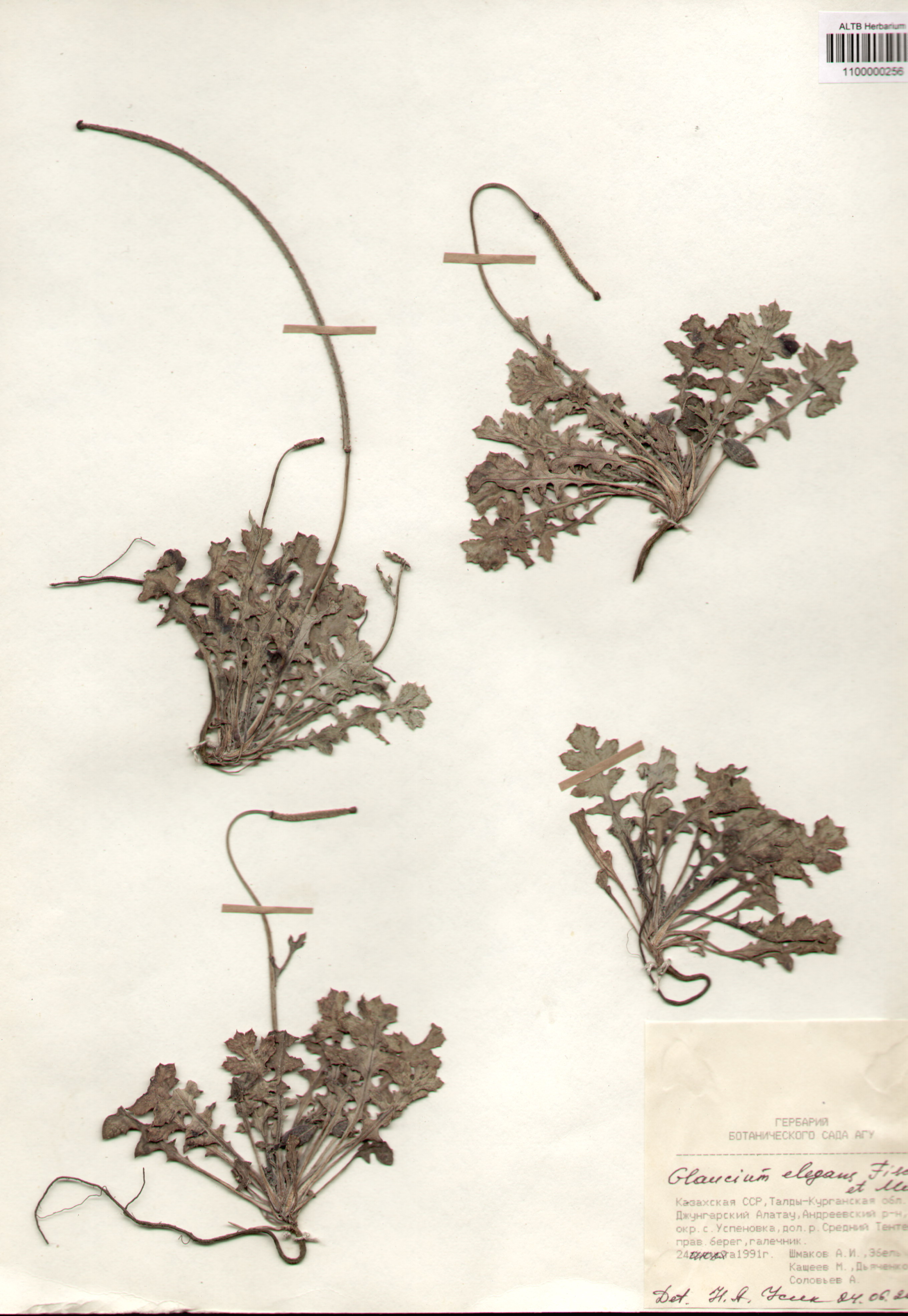 Papaveraceae,Glaucium elegans Fisch. et Mey.