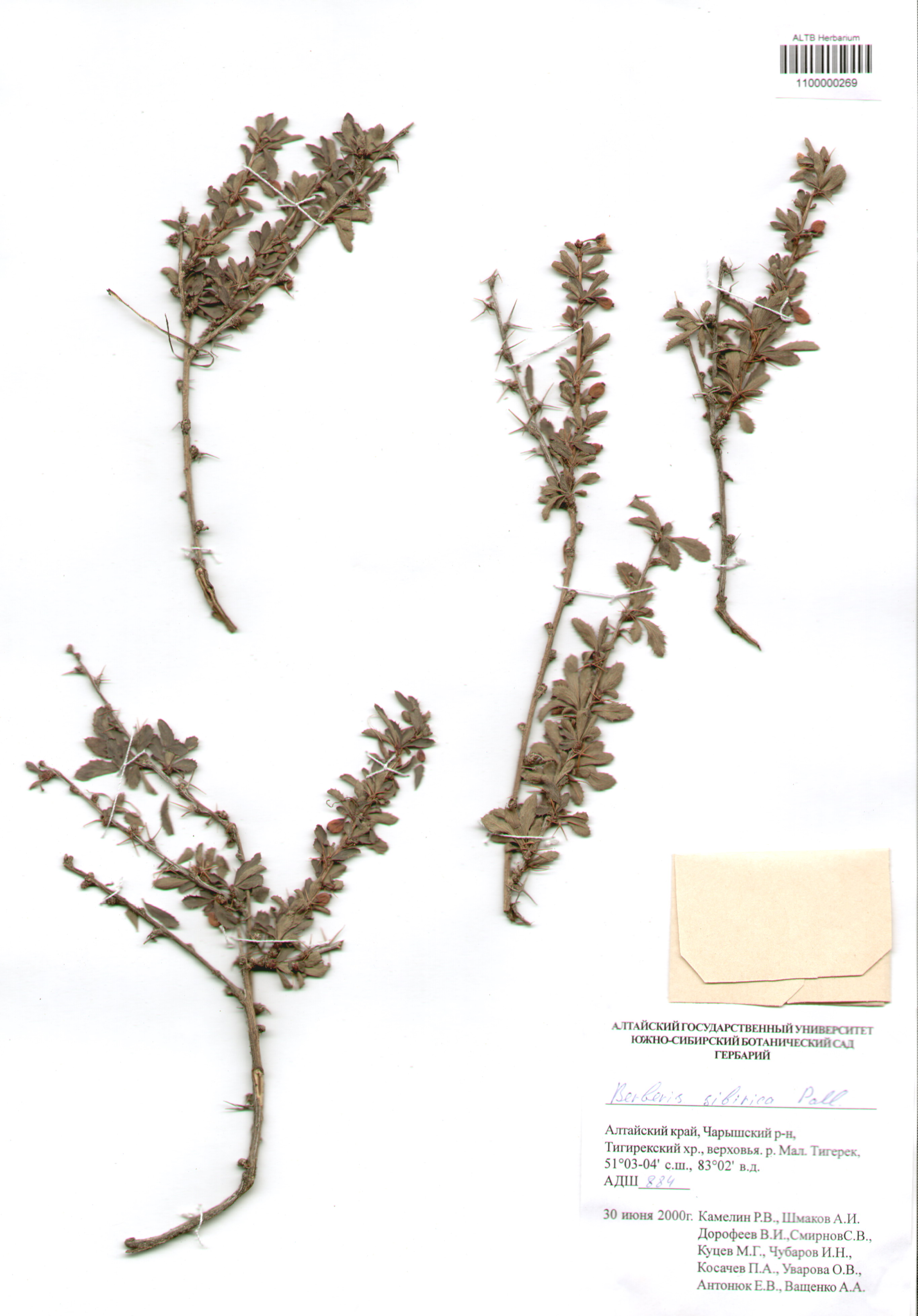 Berberidaceae,Berberis sibirica Pall.