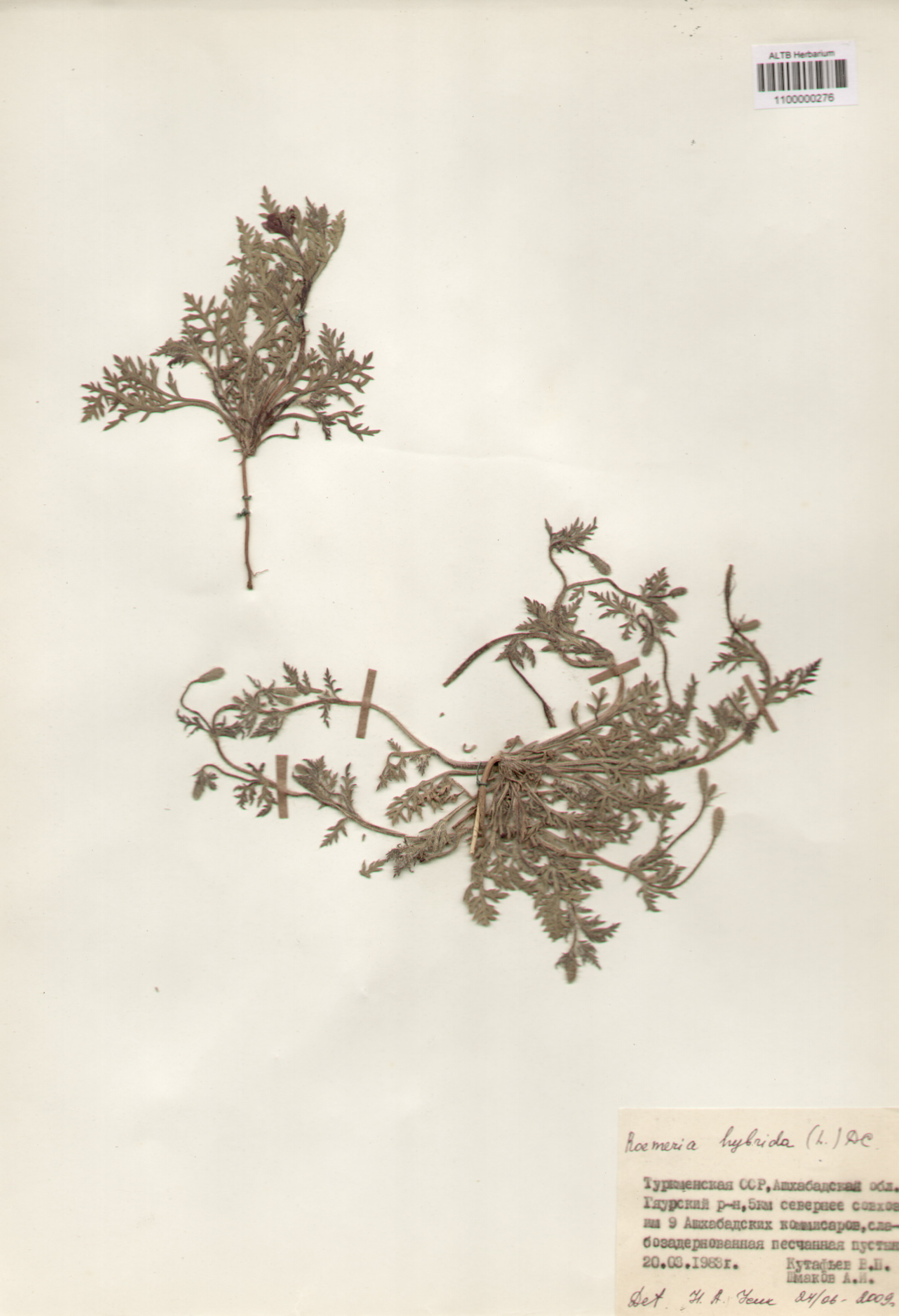 Papaveraceae,Roemeria hybrida (L.) DC.