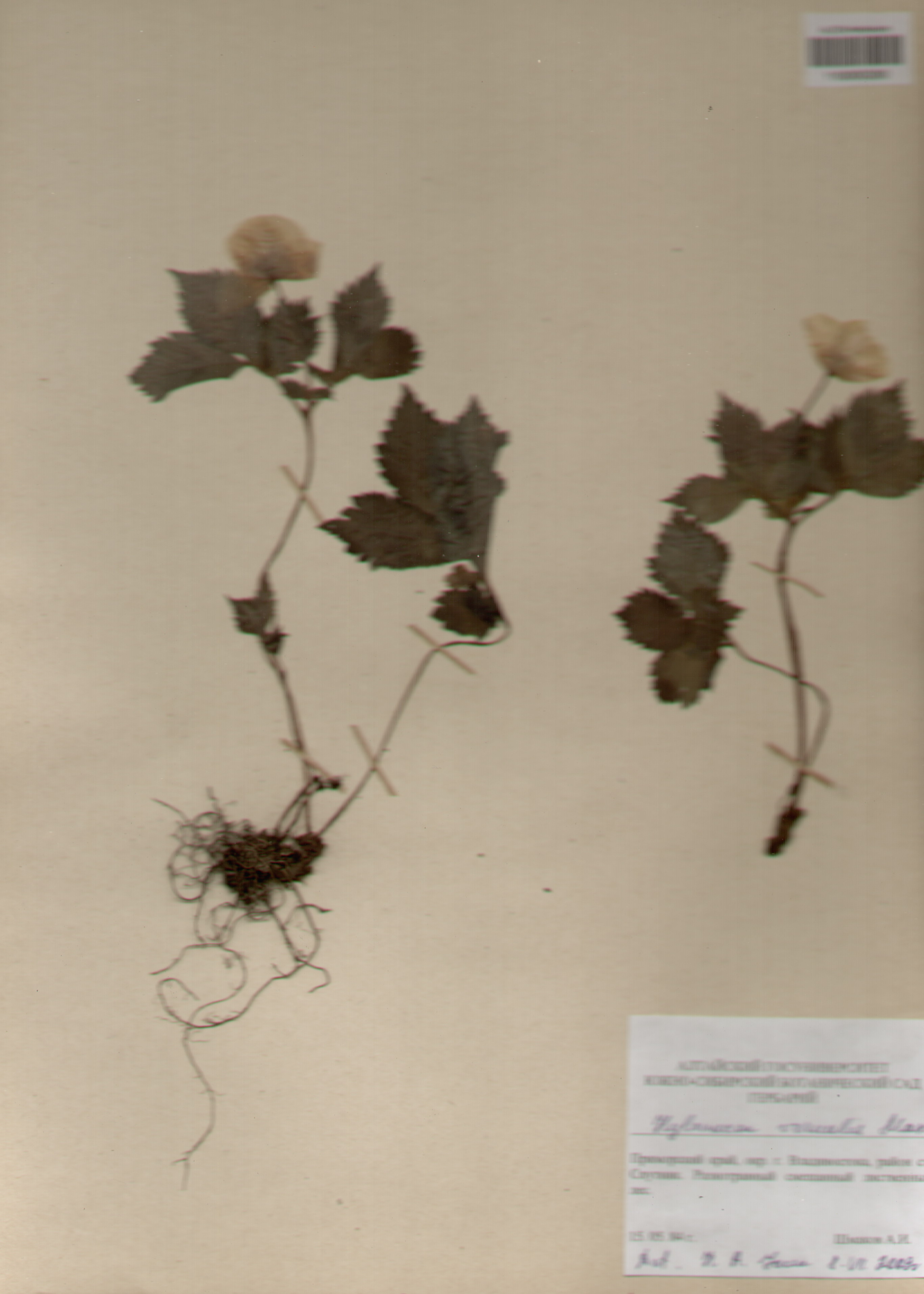 Papaveraceae,Glaucium vernalis Maxim.