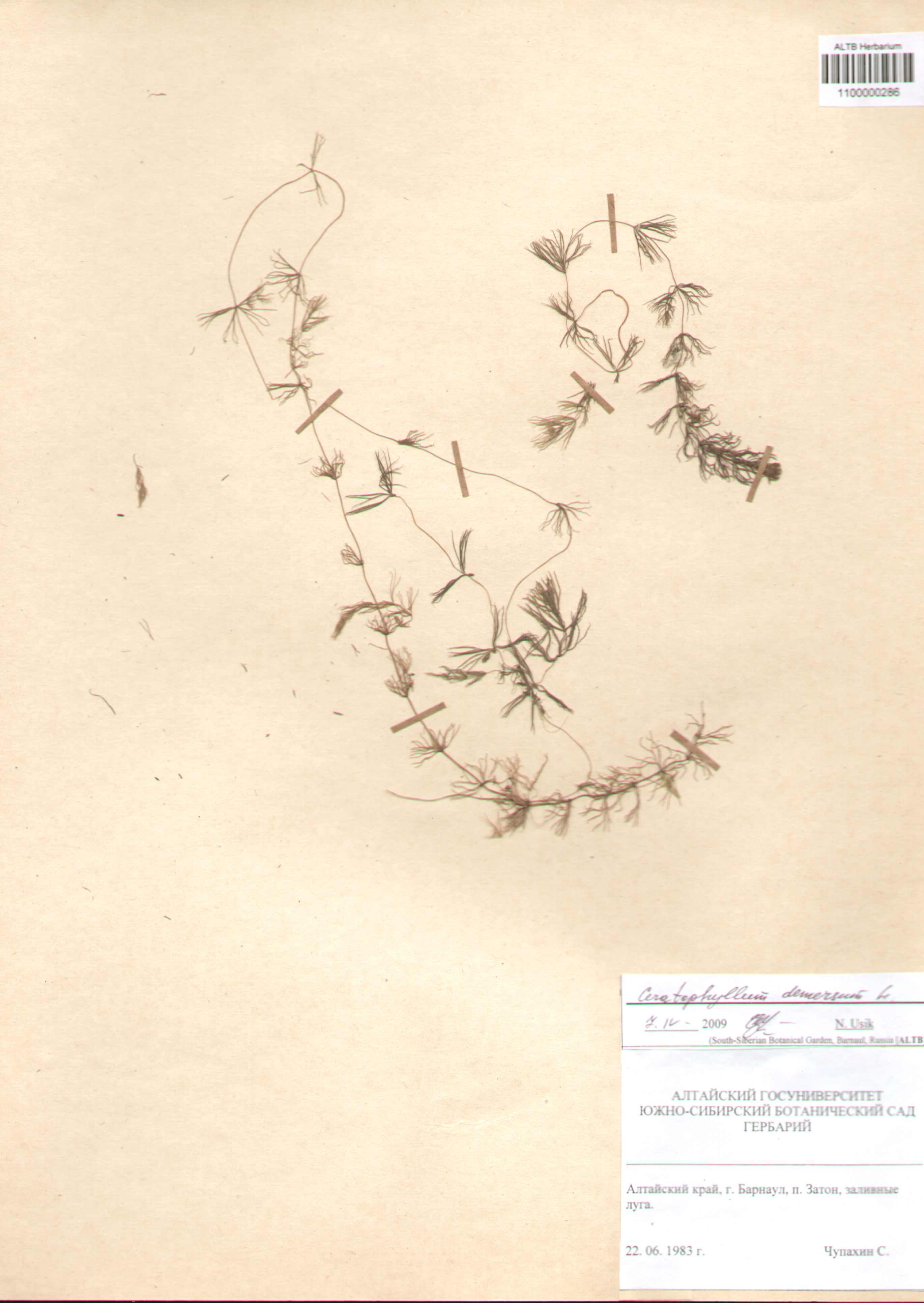 Ceratophyllaceae,Ceratophyllum demersum L.