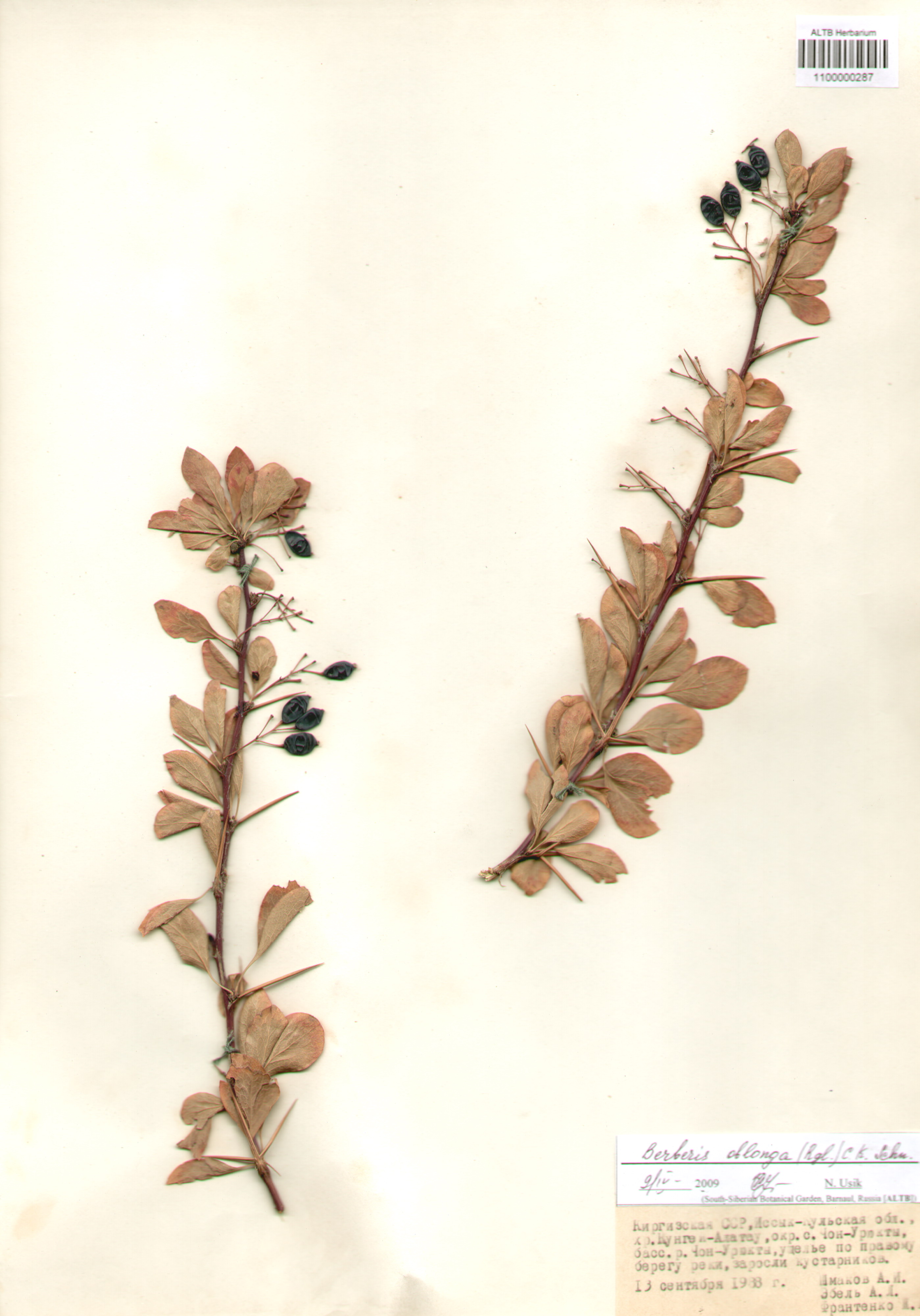 Berberidaceae,Berberis oblonga (Rgl.) C.K. Schn.