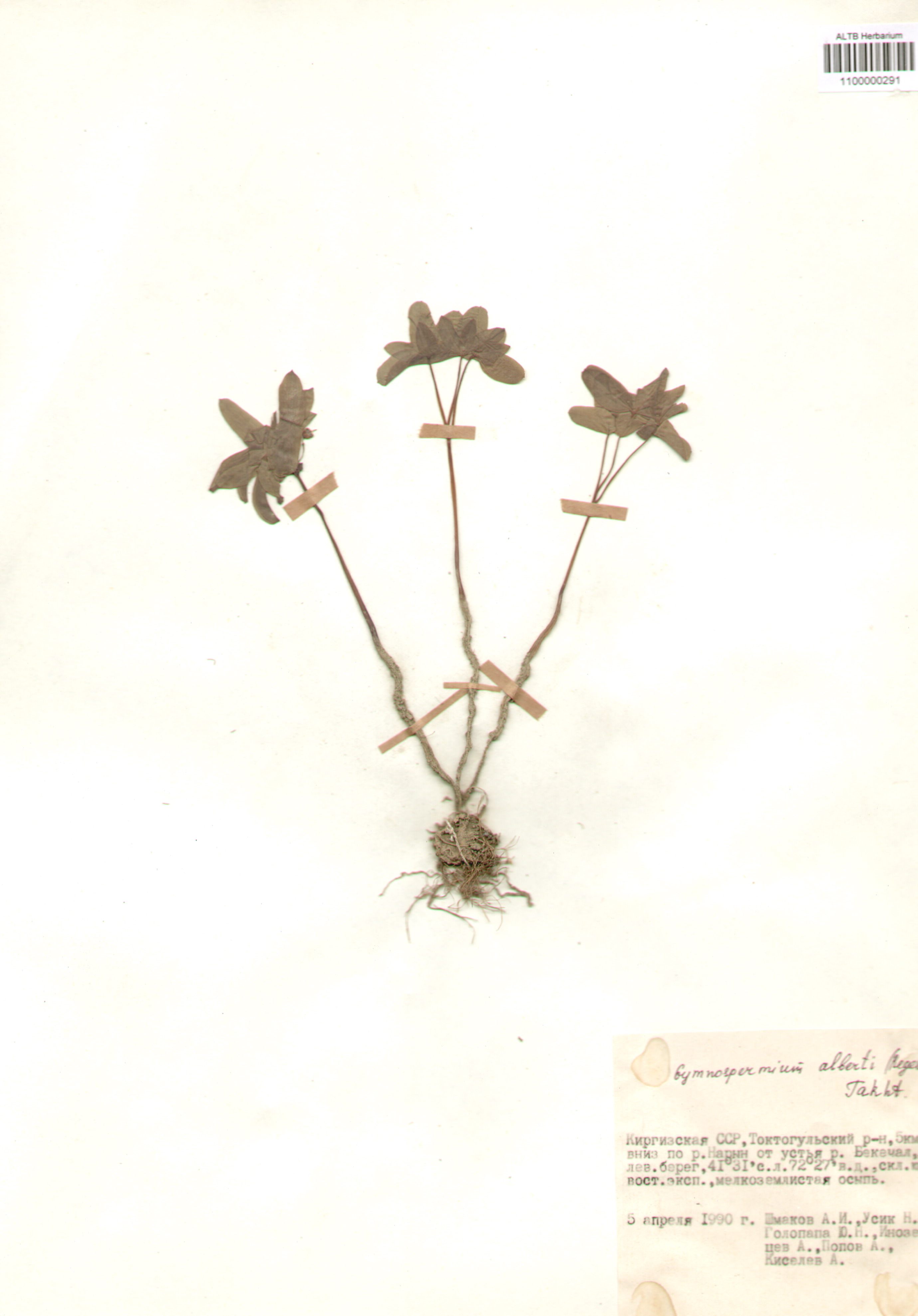 Berberidaceae,Gymnospermium alberti (Regel) Takht.