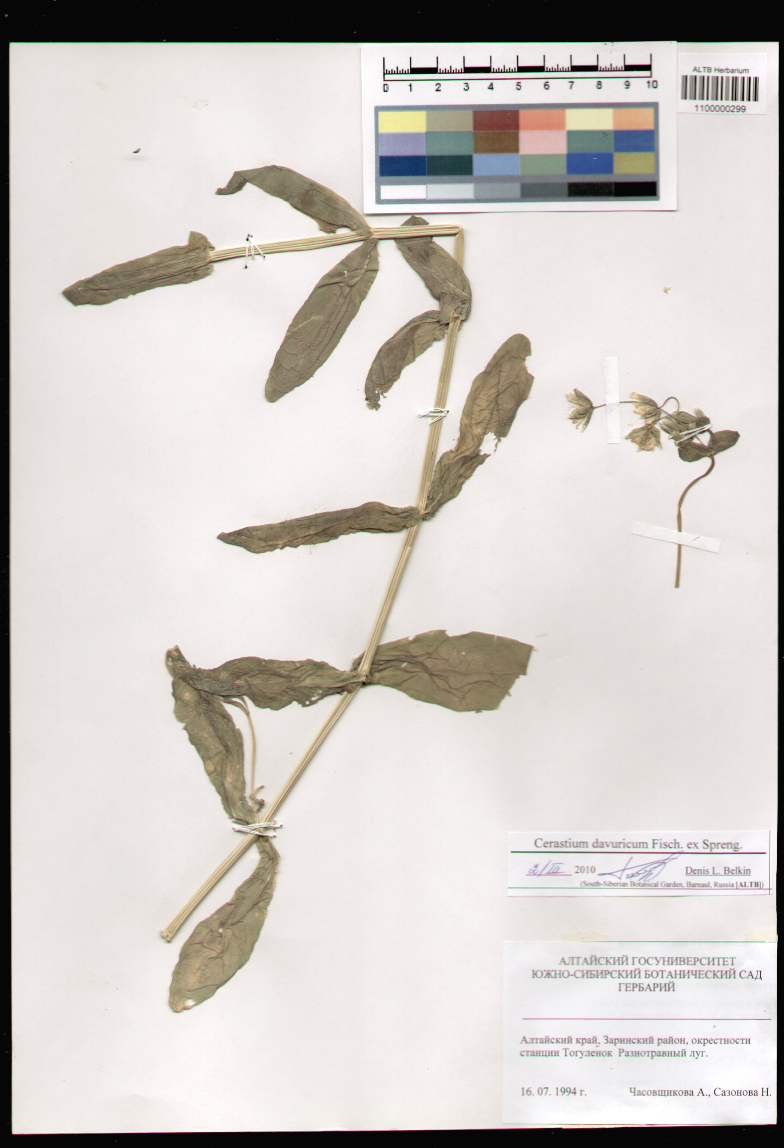 Caryophyllaceae,Cerastium davuricum Fisch. ex Spreng.