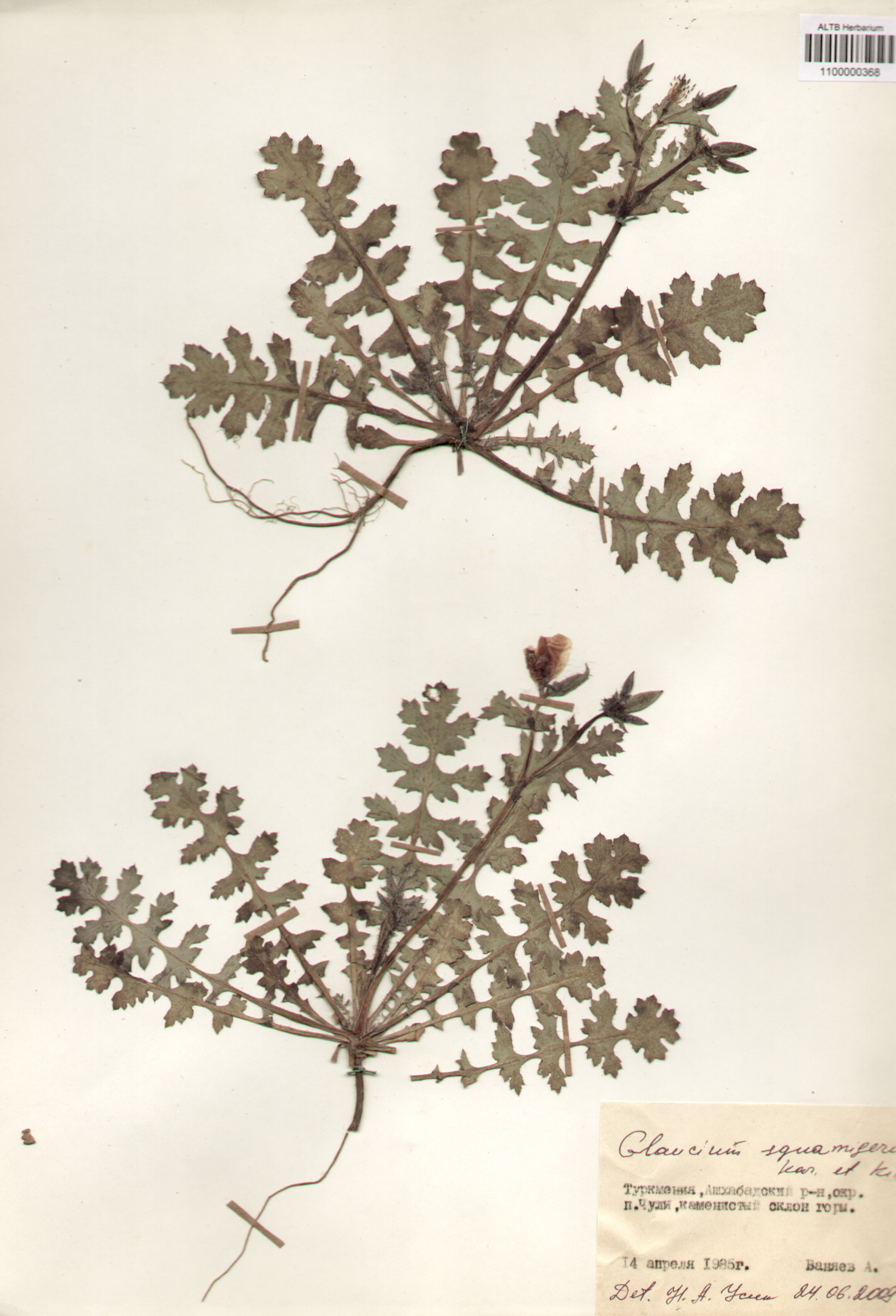 Papaveraceae,Glaucium squamigerum Kar. et Kir.